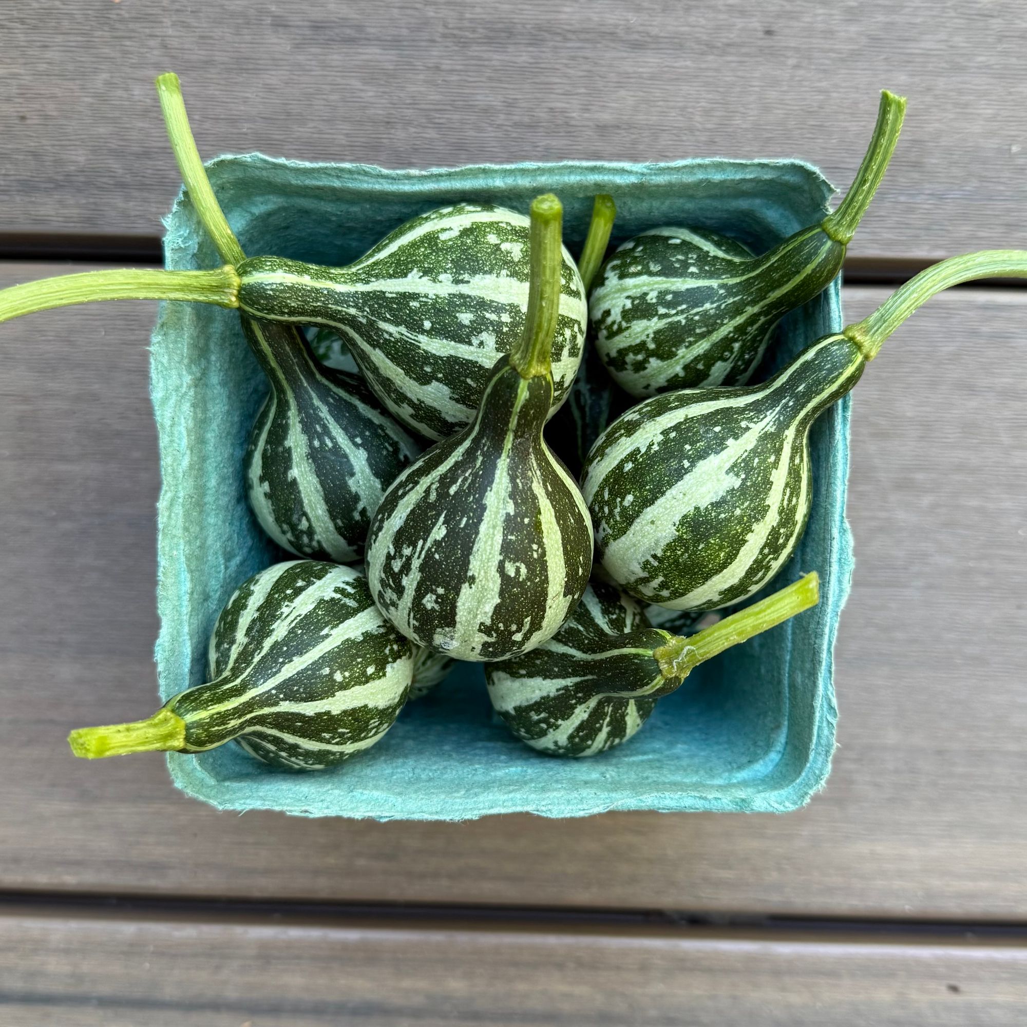 CUCURBITA