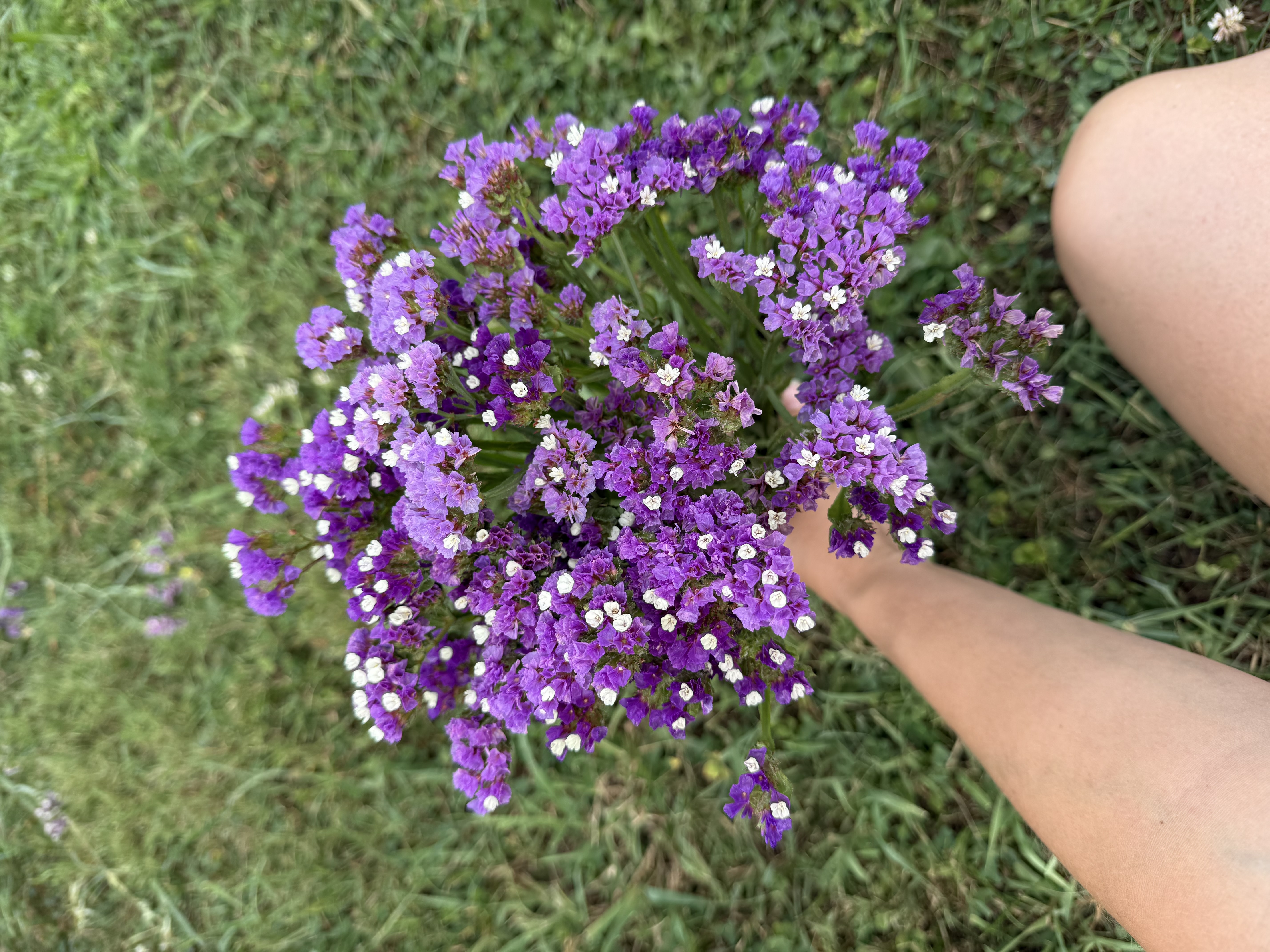 LIMONIUM sinuatum Cotton Candy