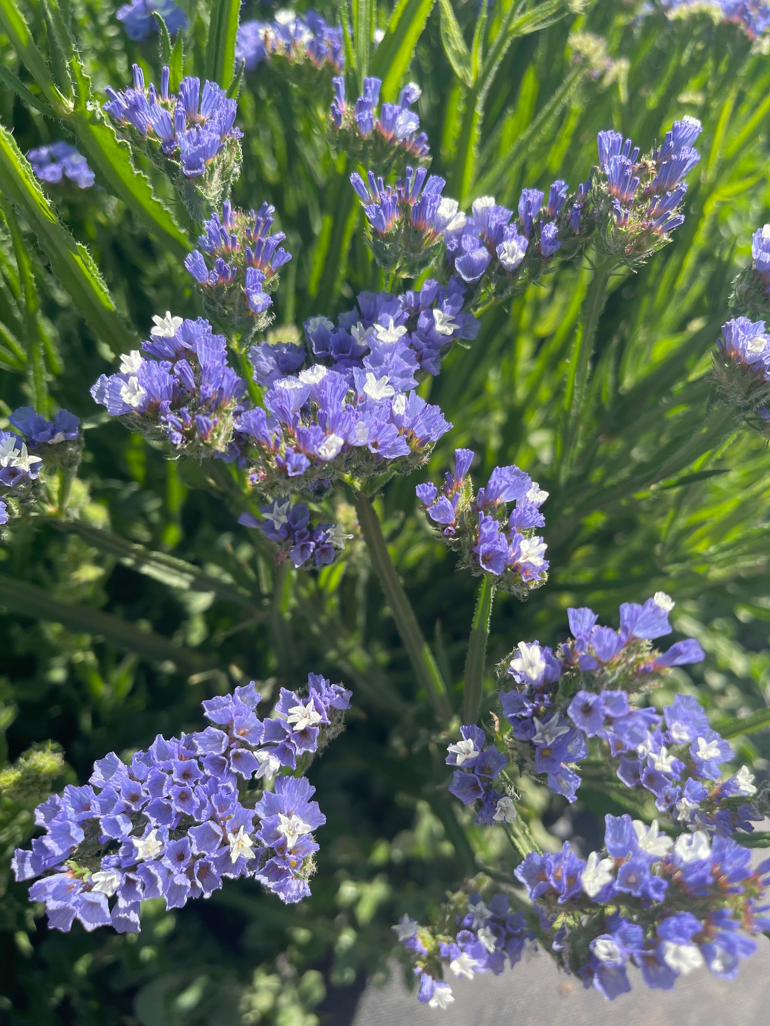 LIMONIUM sinuatum QIS