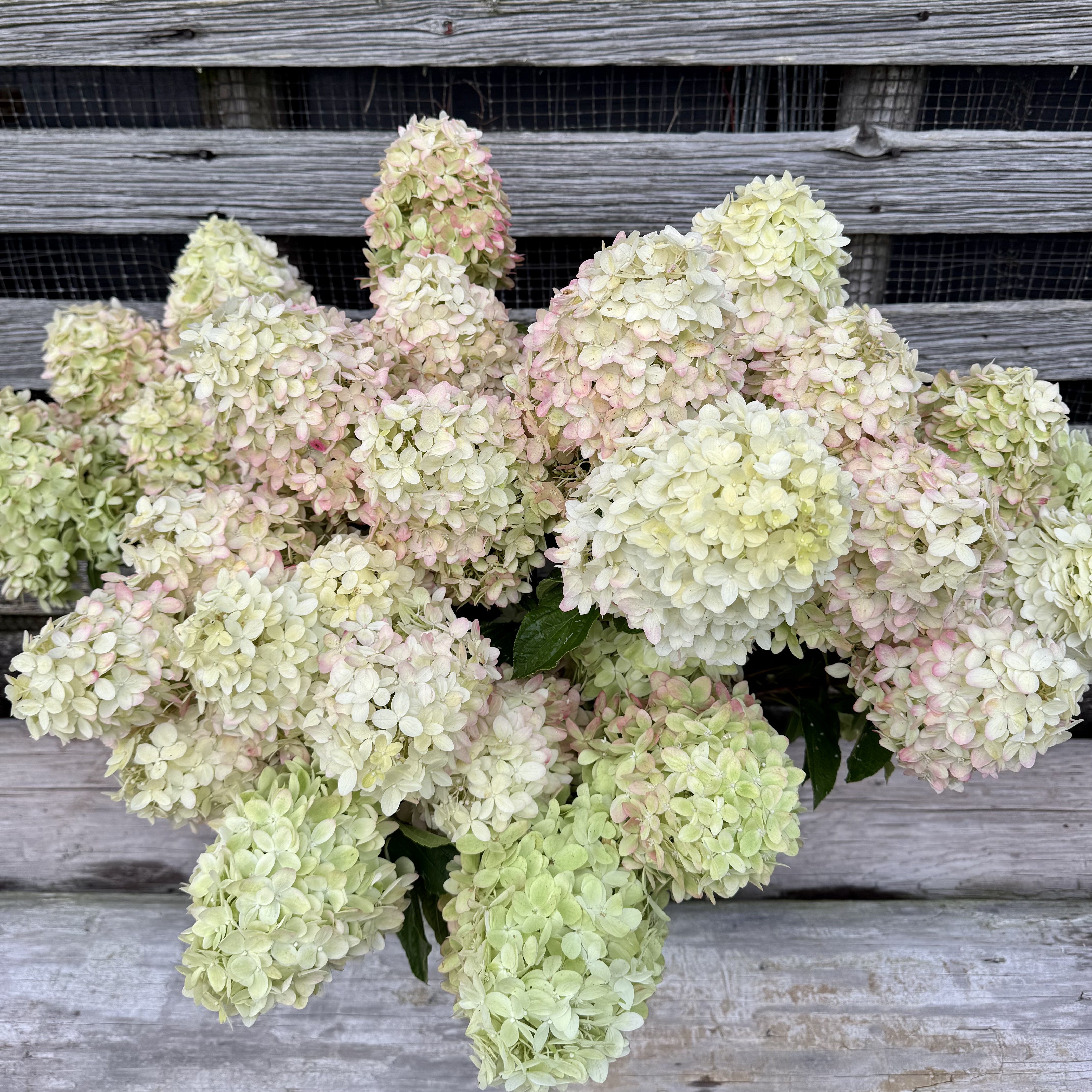 HYDRANGEA paniculata Limelight Prime