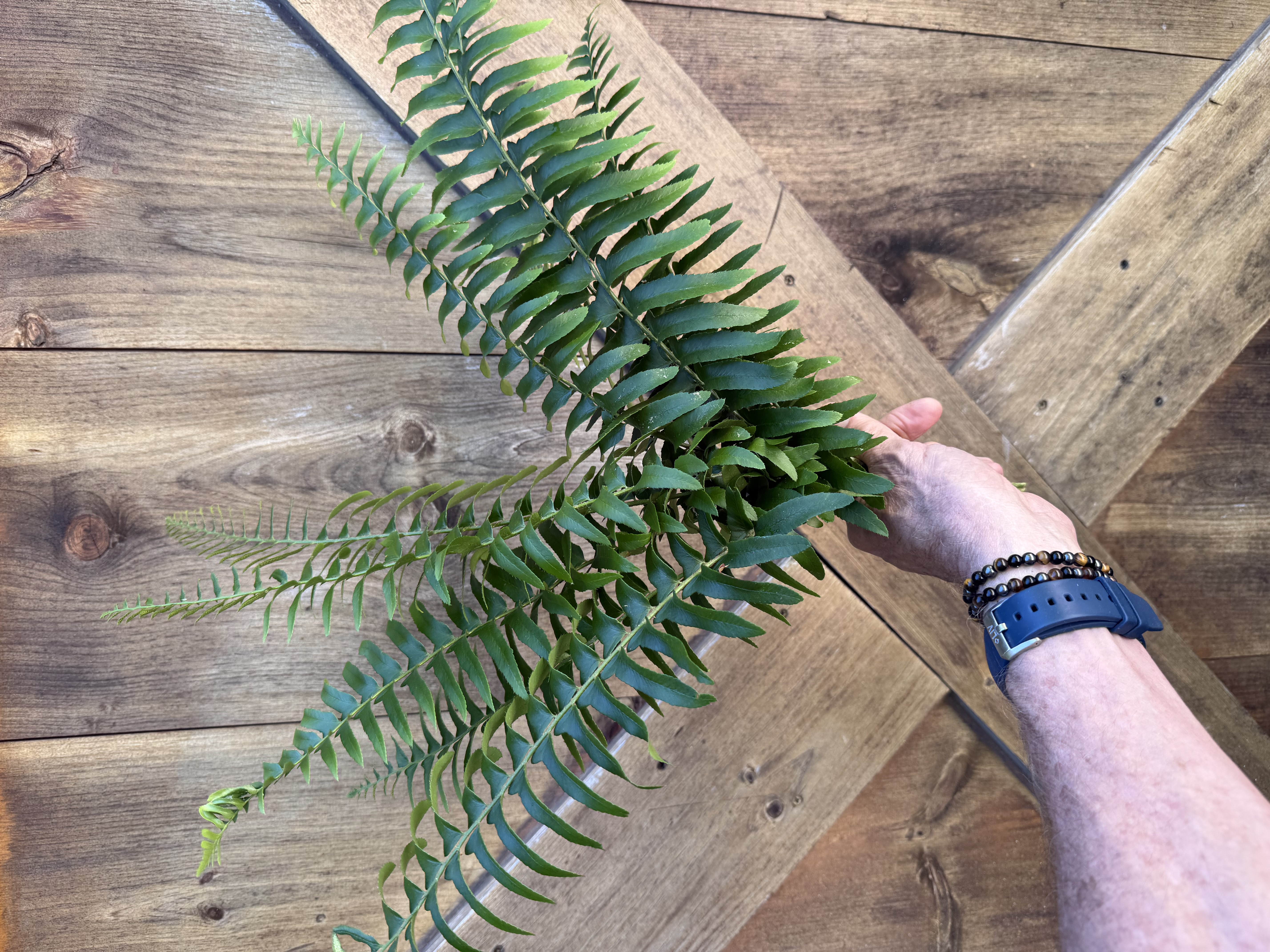 POLYSTICHUM acrostichoides