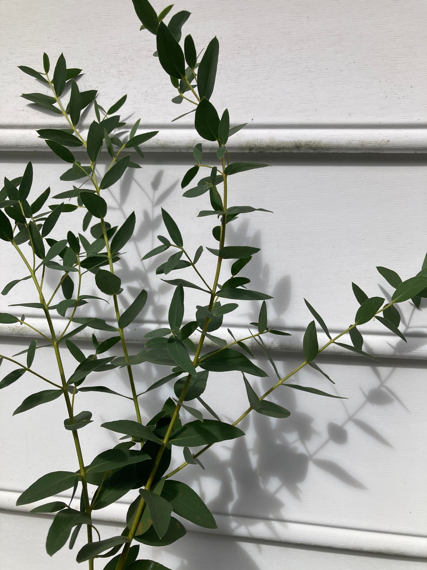 EUCALYPTUS parvula