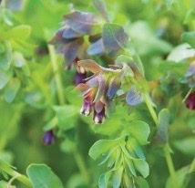 CERINTHE major Pride of Gibraltar