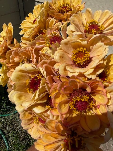 ZINNIA