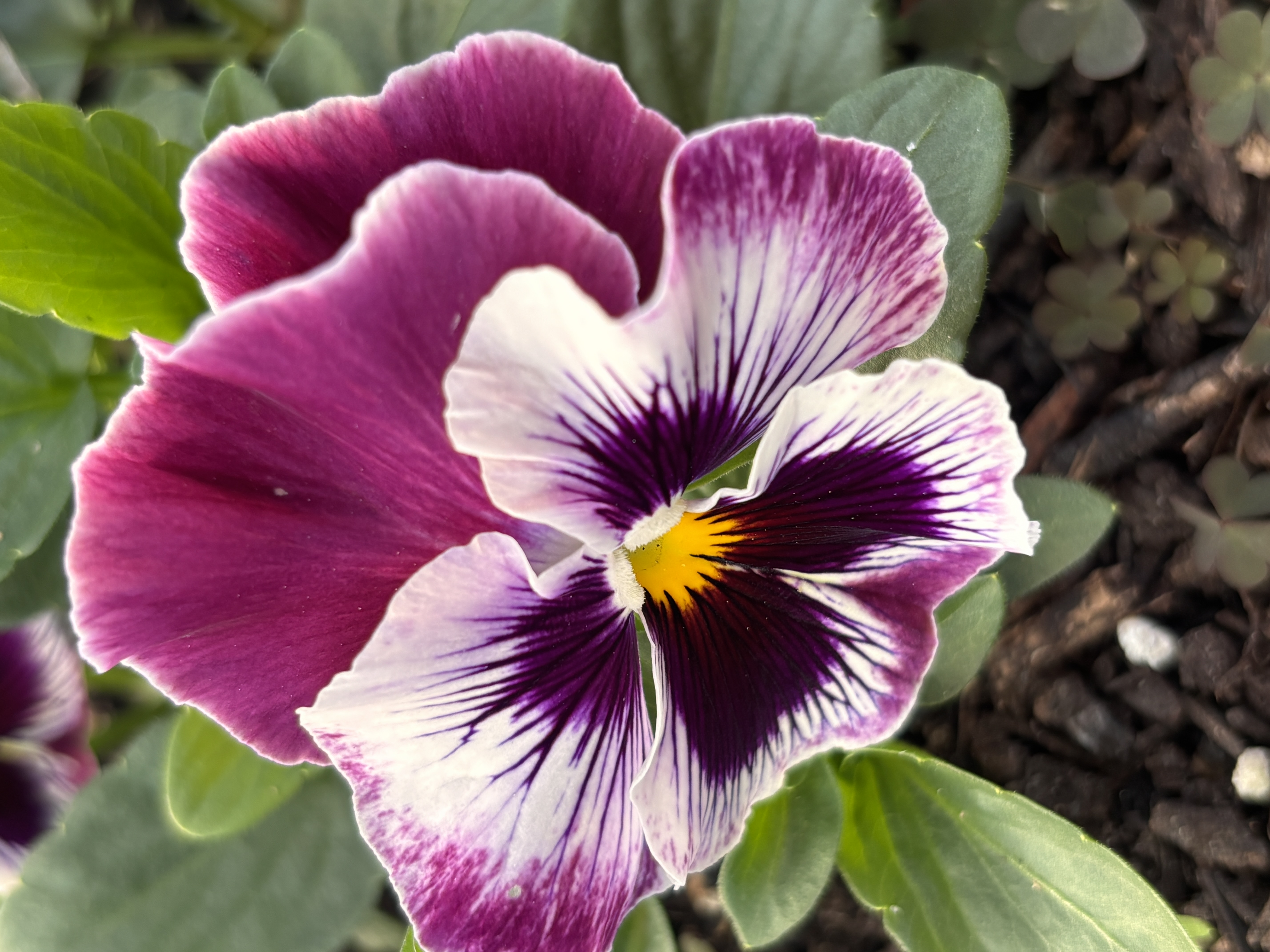 VIOLA