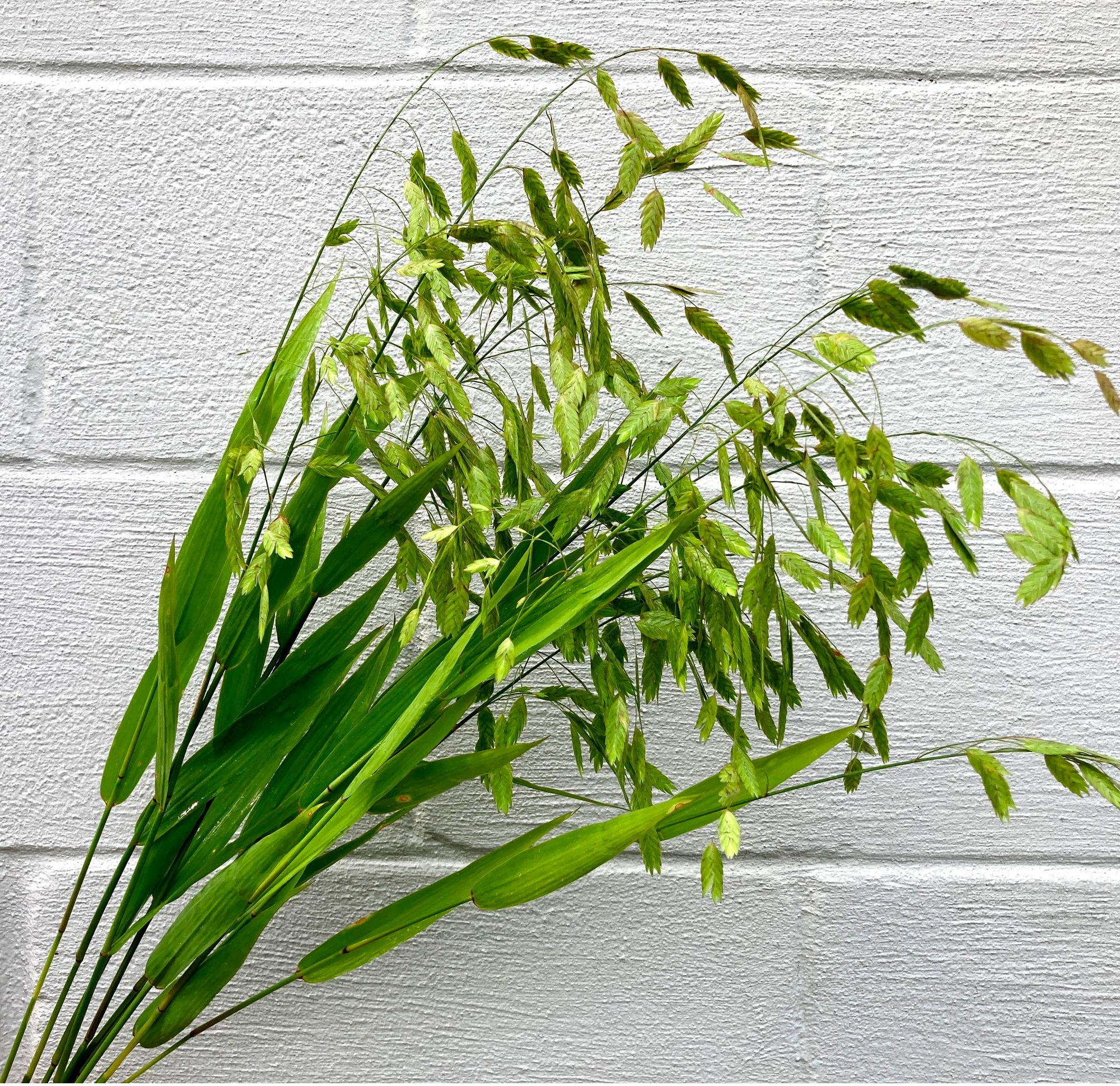 CHASMANTHIUM latifolium