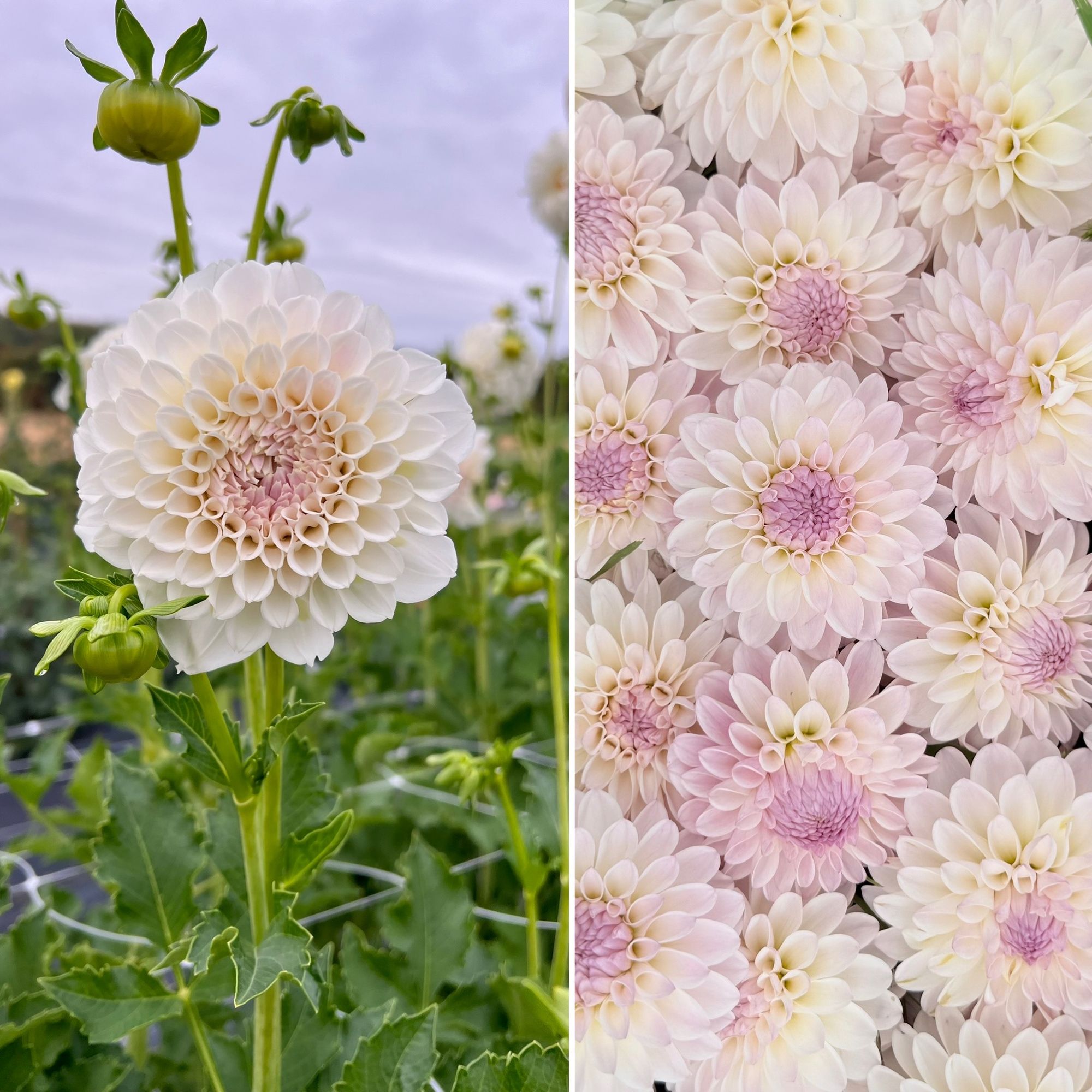 DAHLIA Decorative