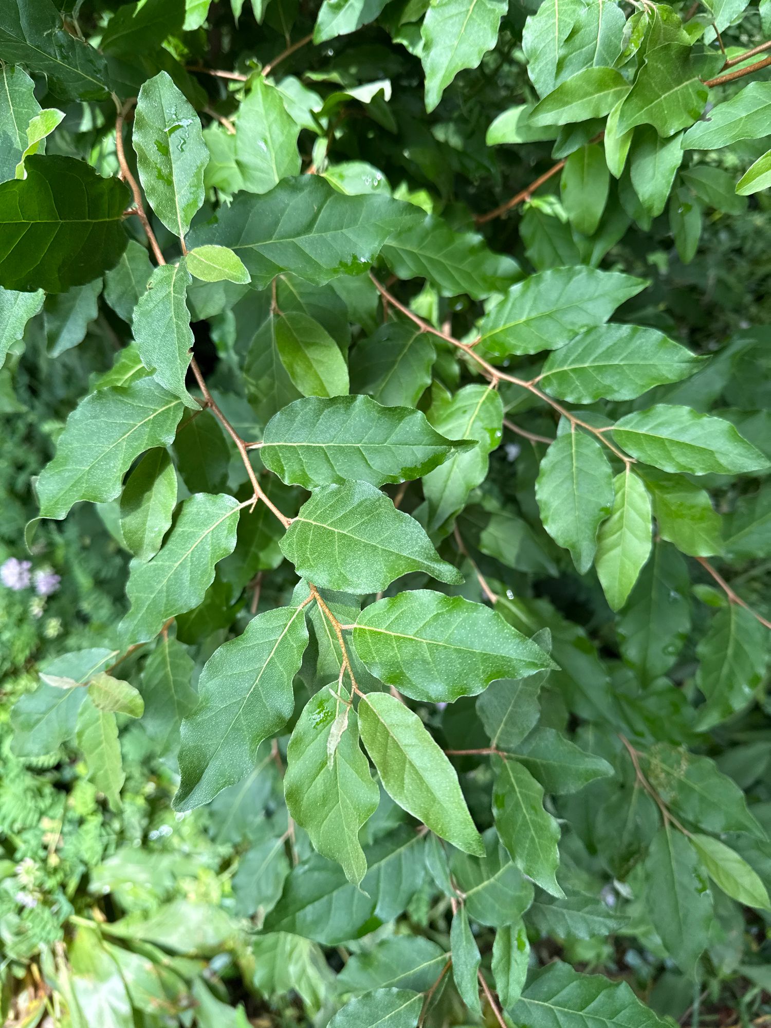 ELAEAGNUS umbellata