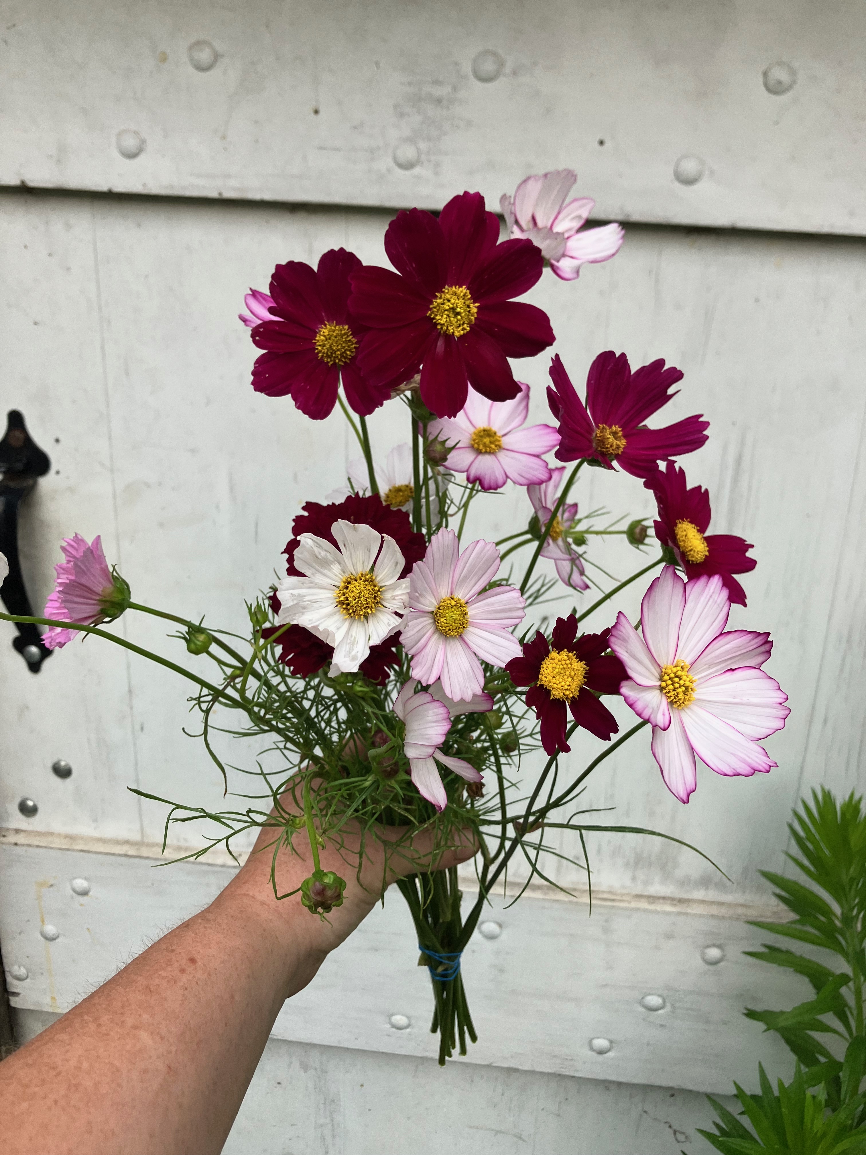 COSMOS bipinnatus