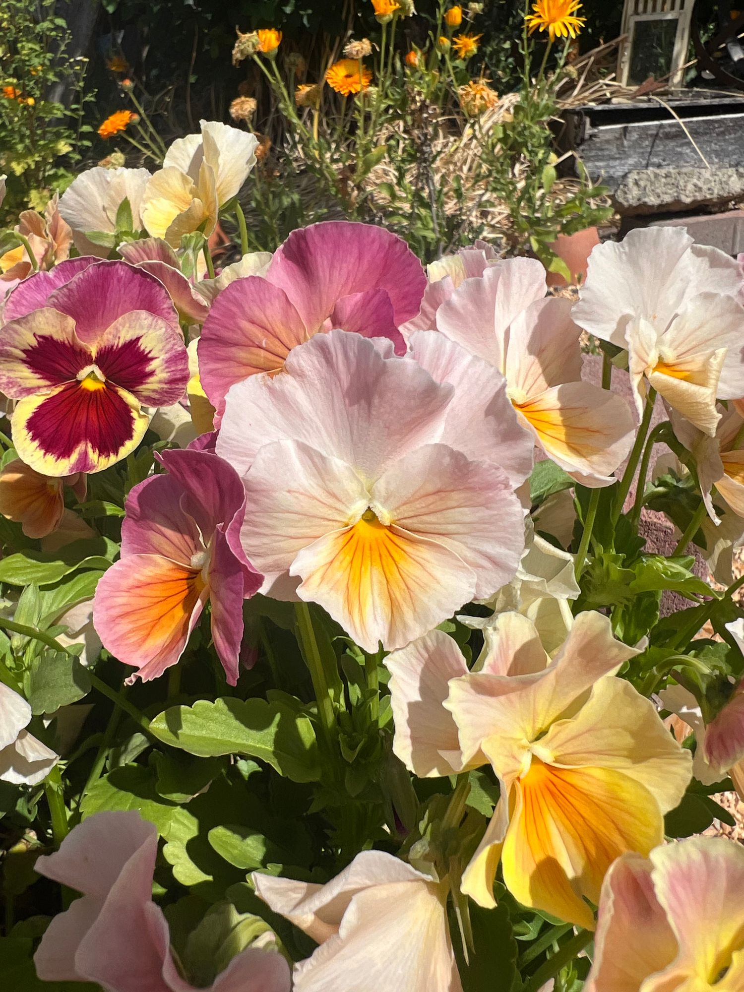 VIOLA x wittrockiana Imperial Antique Shades