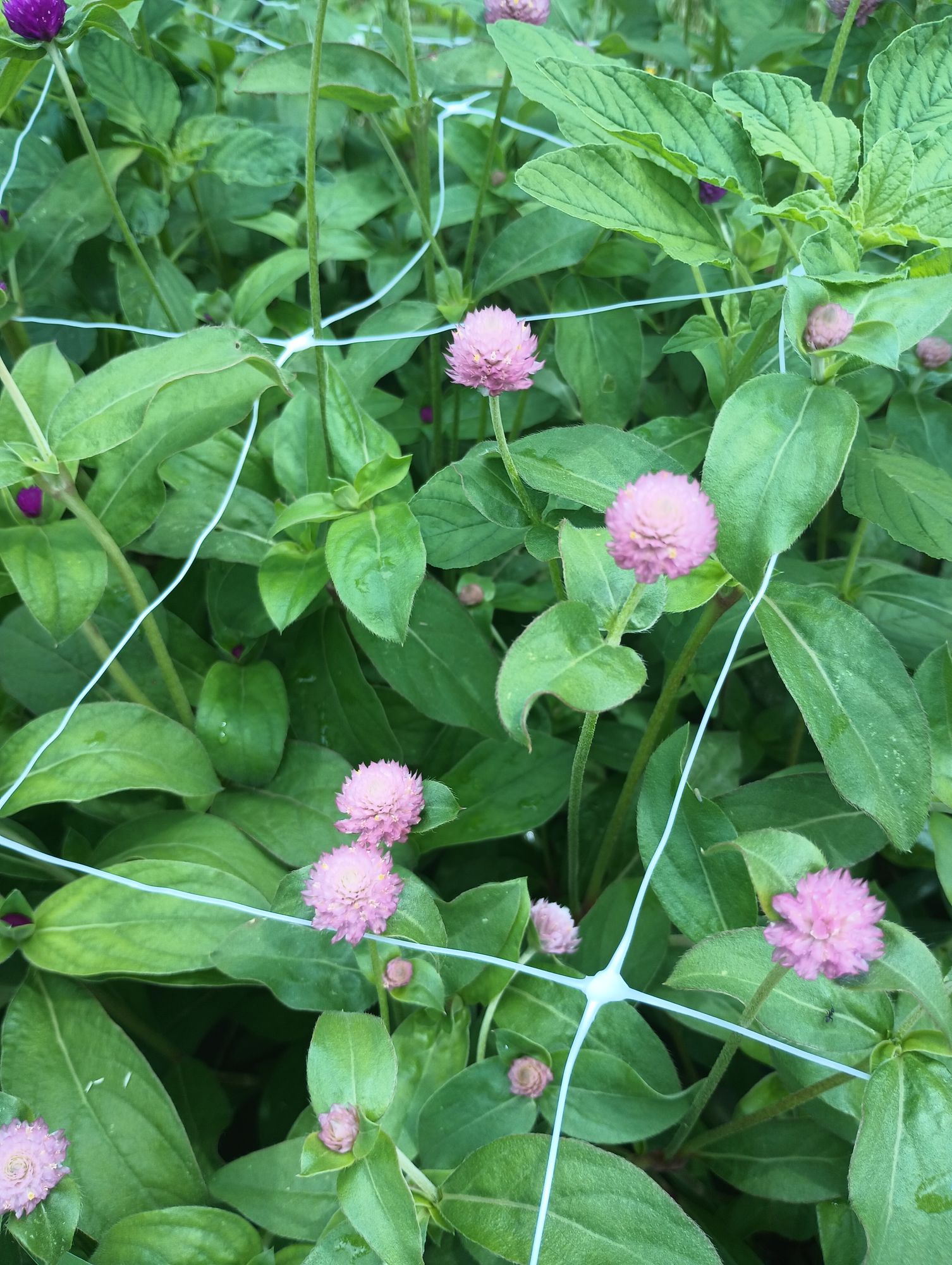 GOMPHRENA globosa Salmon Pastel