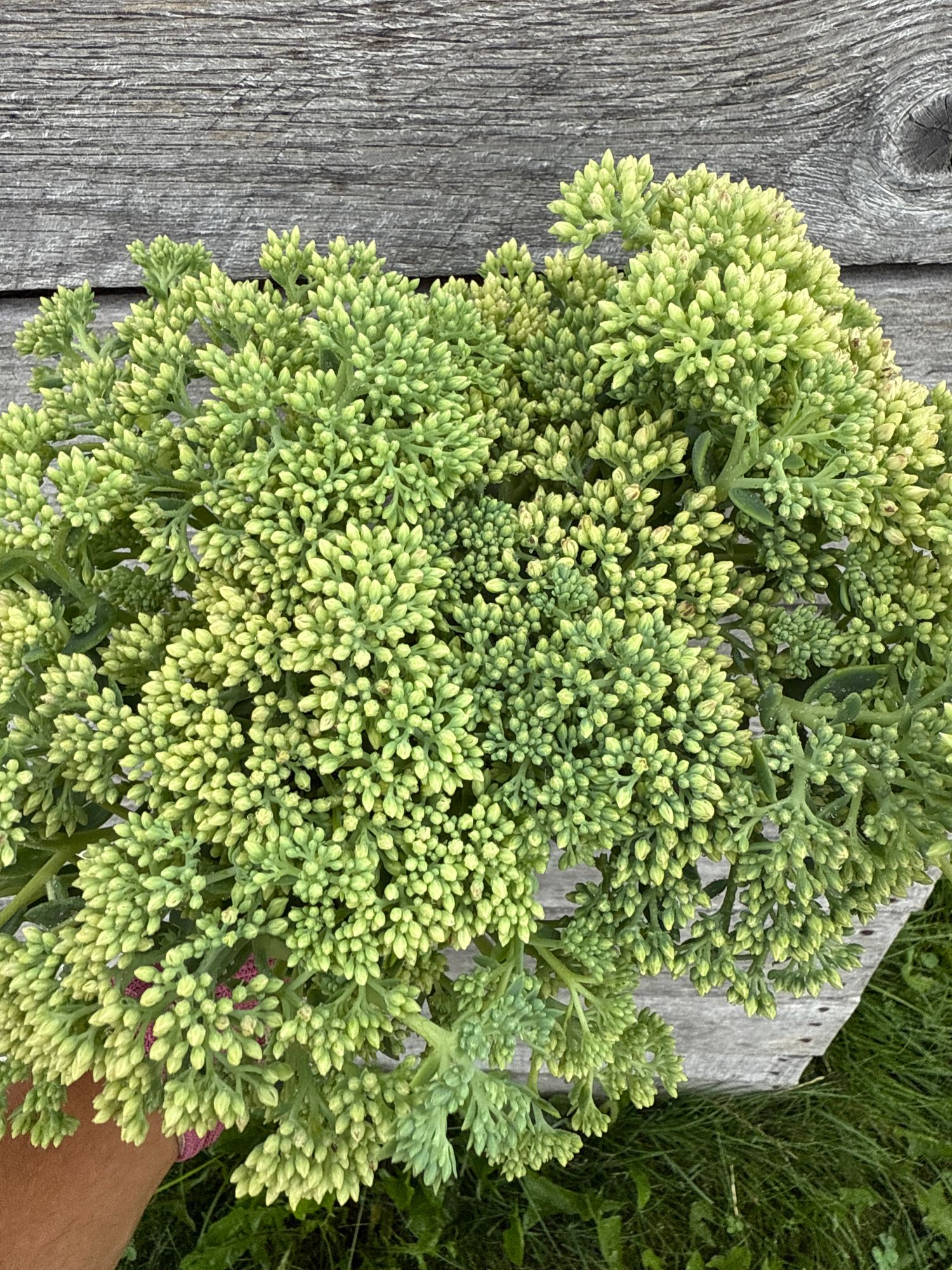 SEDUM