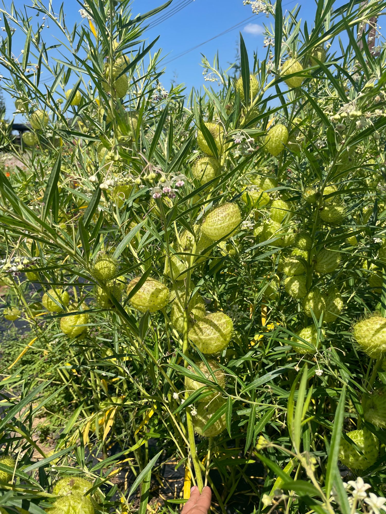 GOMPHOCARPUS physocarpus Oscar