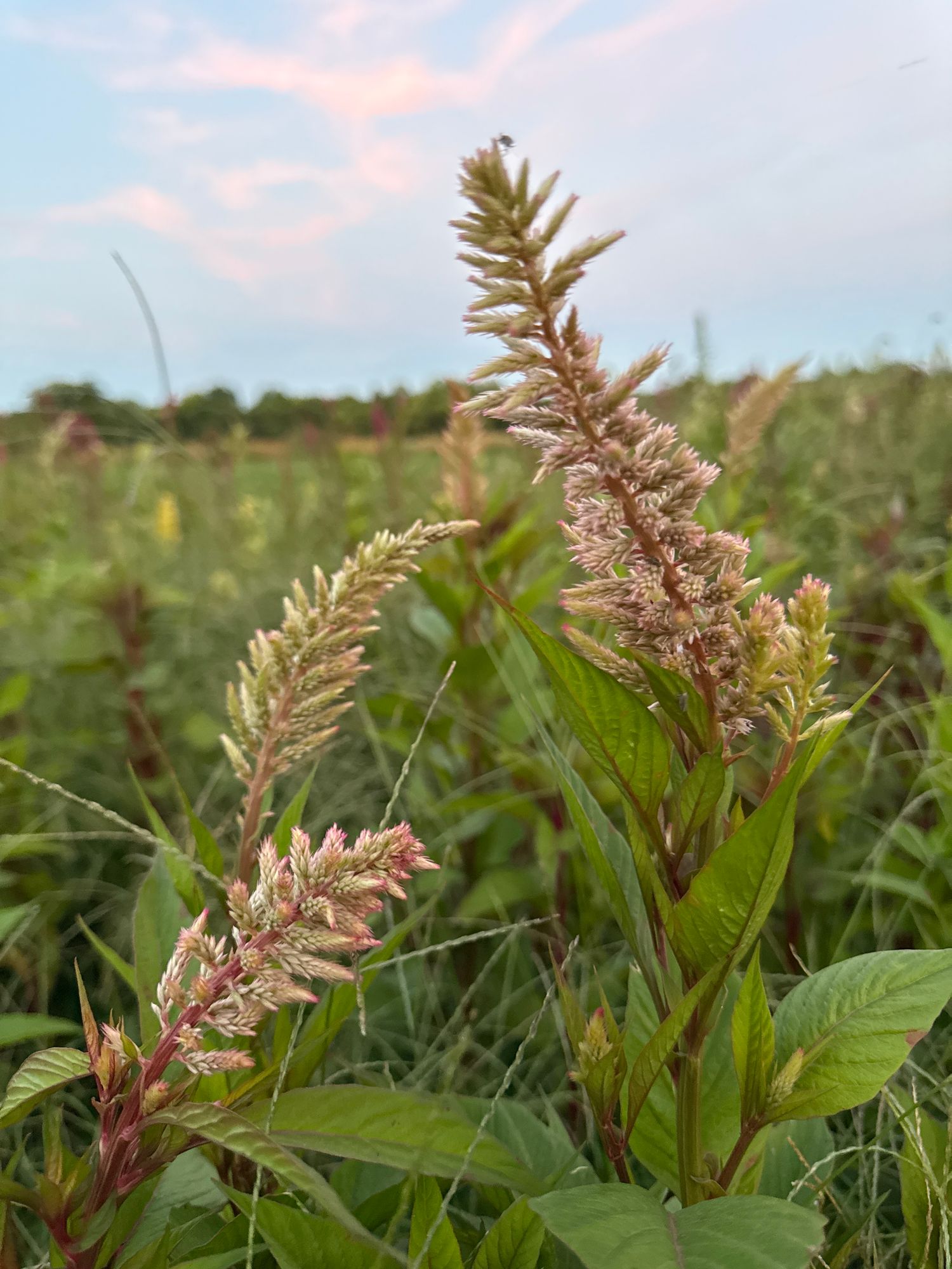CELOSIA