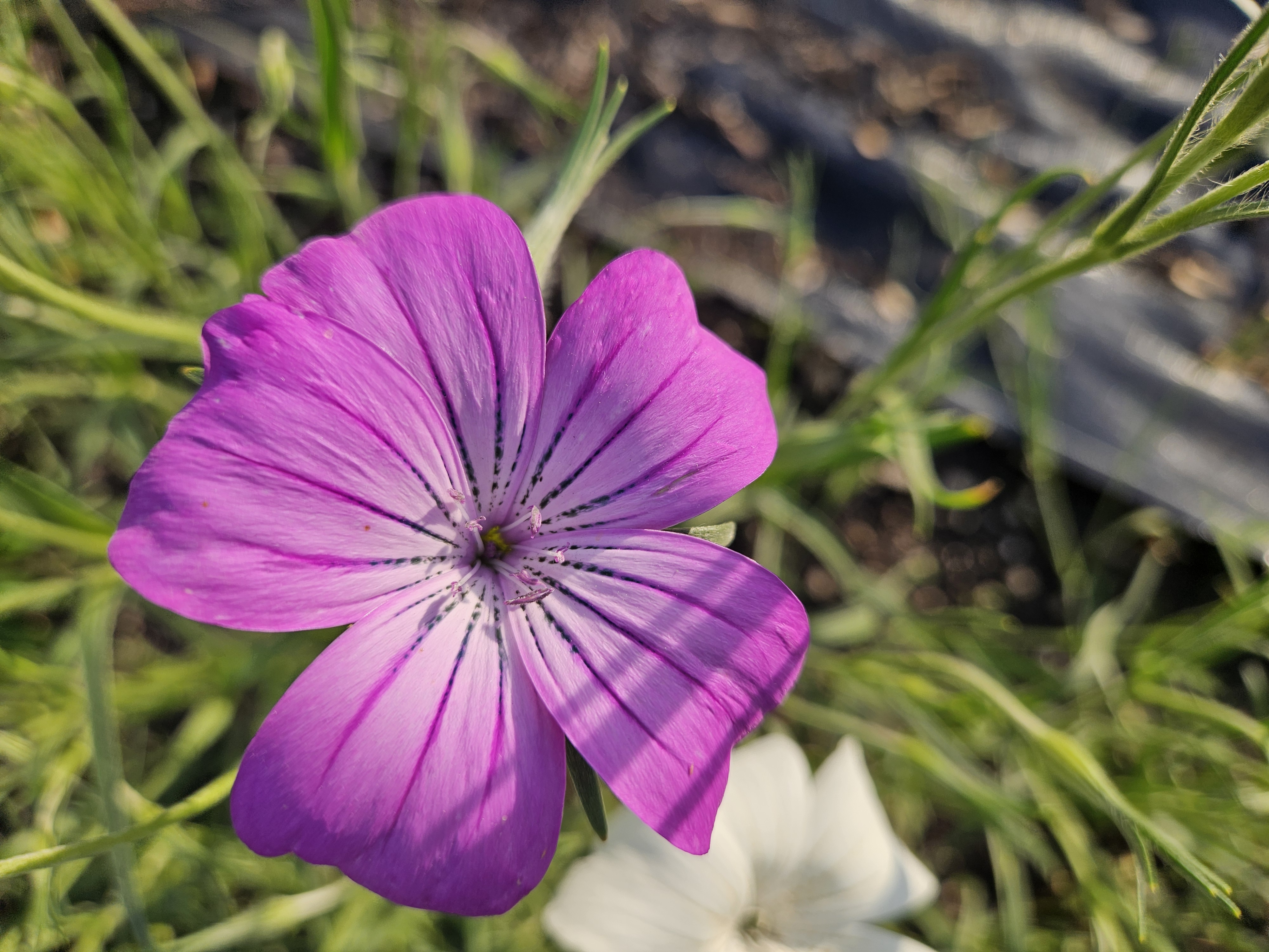 AGROSTEMMA githago