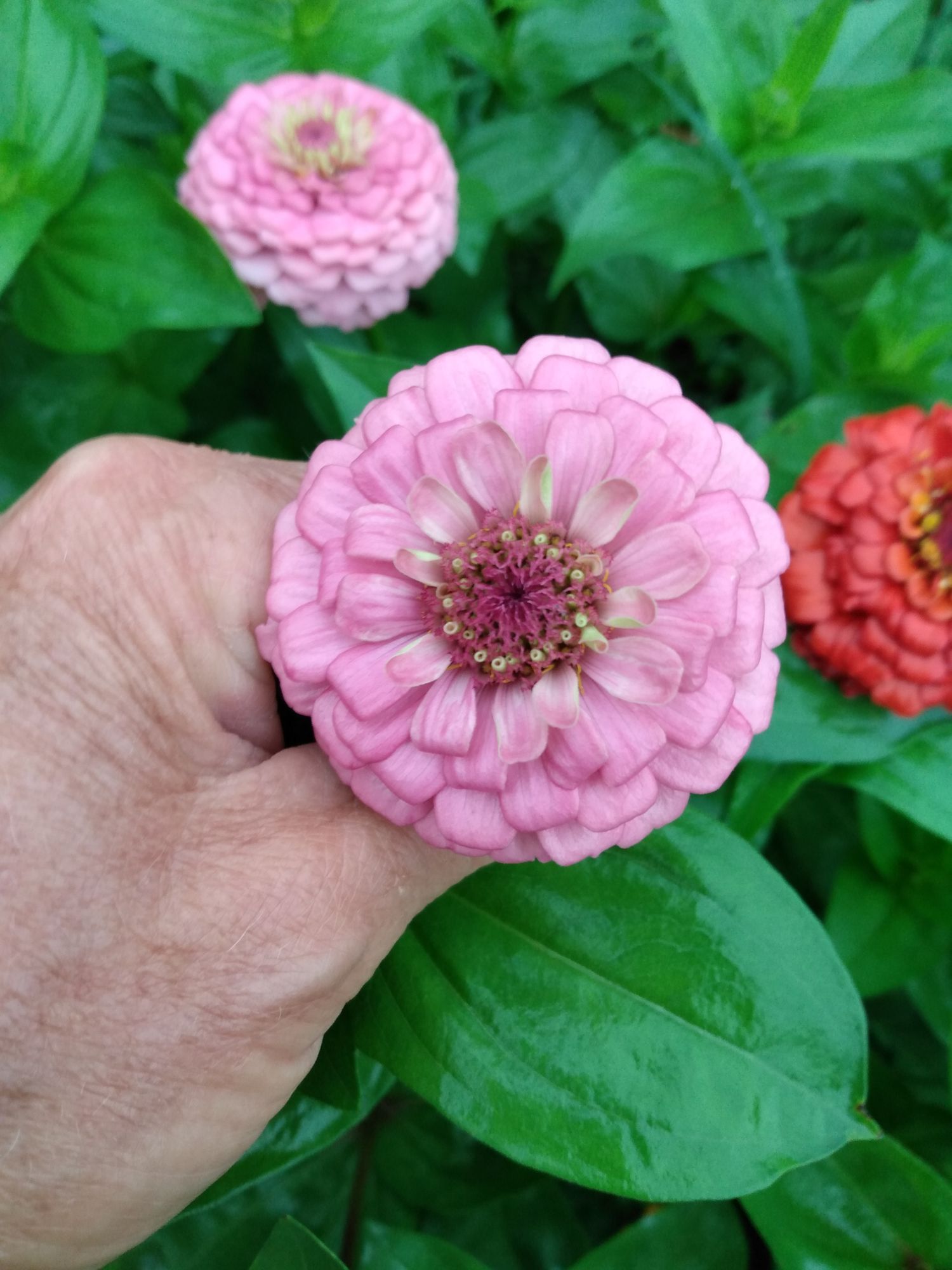 ZINNIA elegans Oklahoma Series