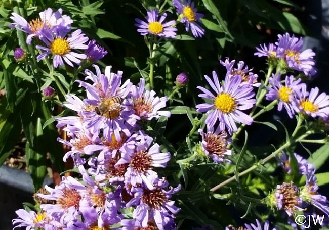 SYMPHYOTRICHUM novae-angliae