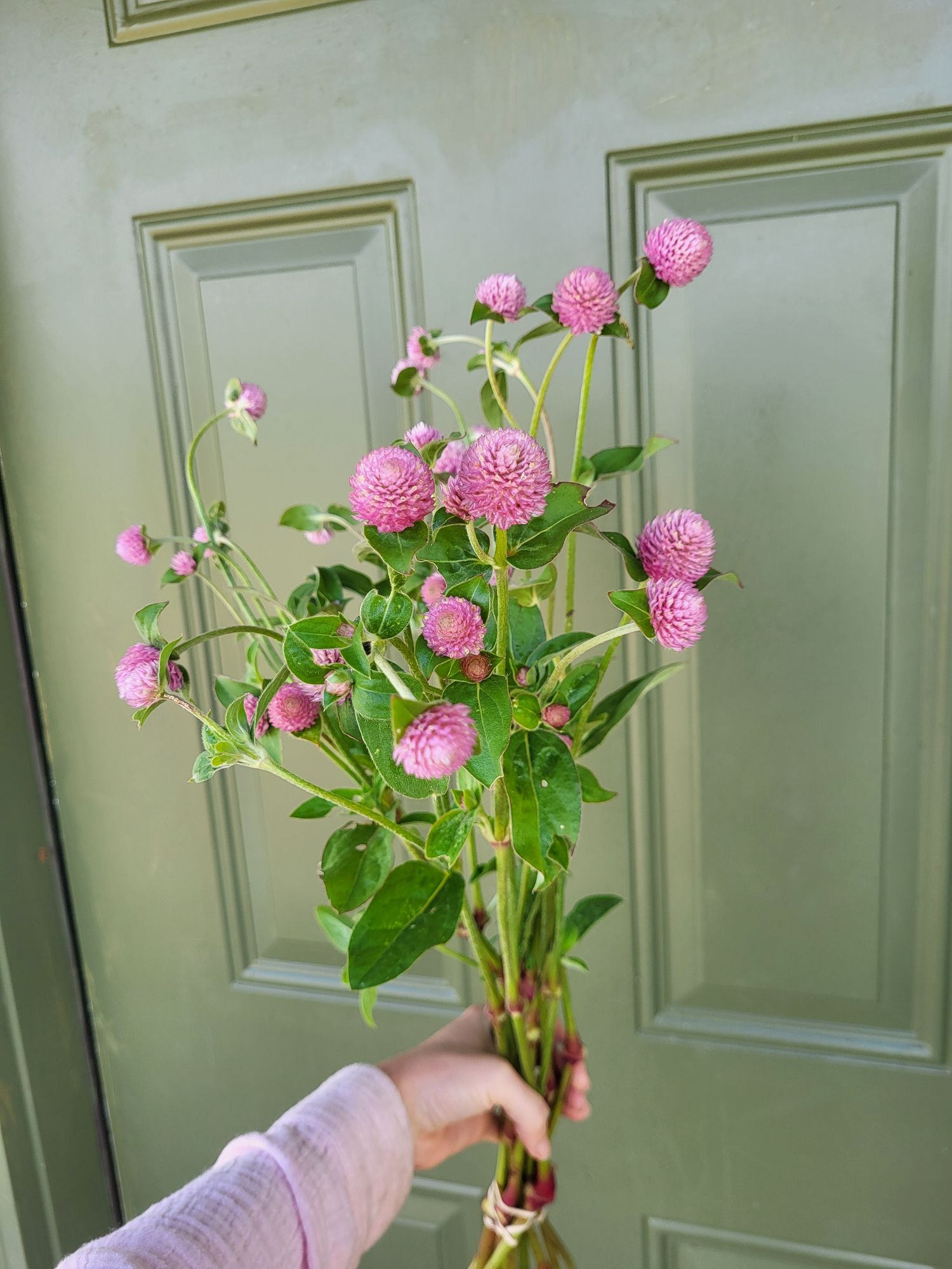 GOMPHRENA globosa Raspberry Cream