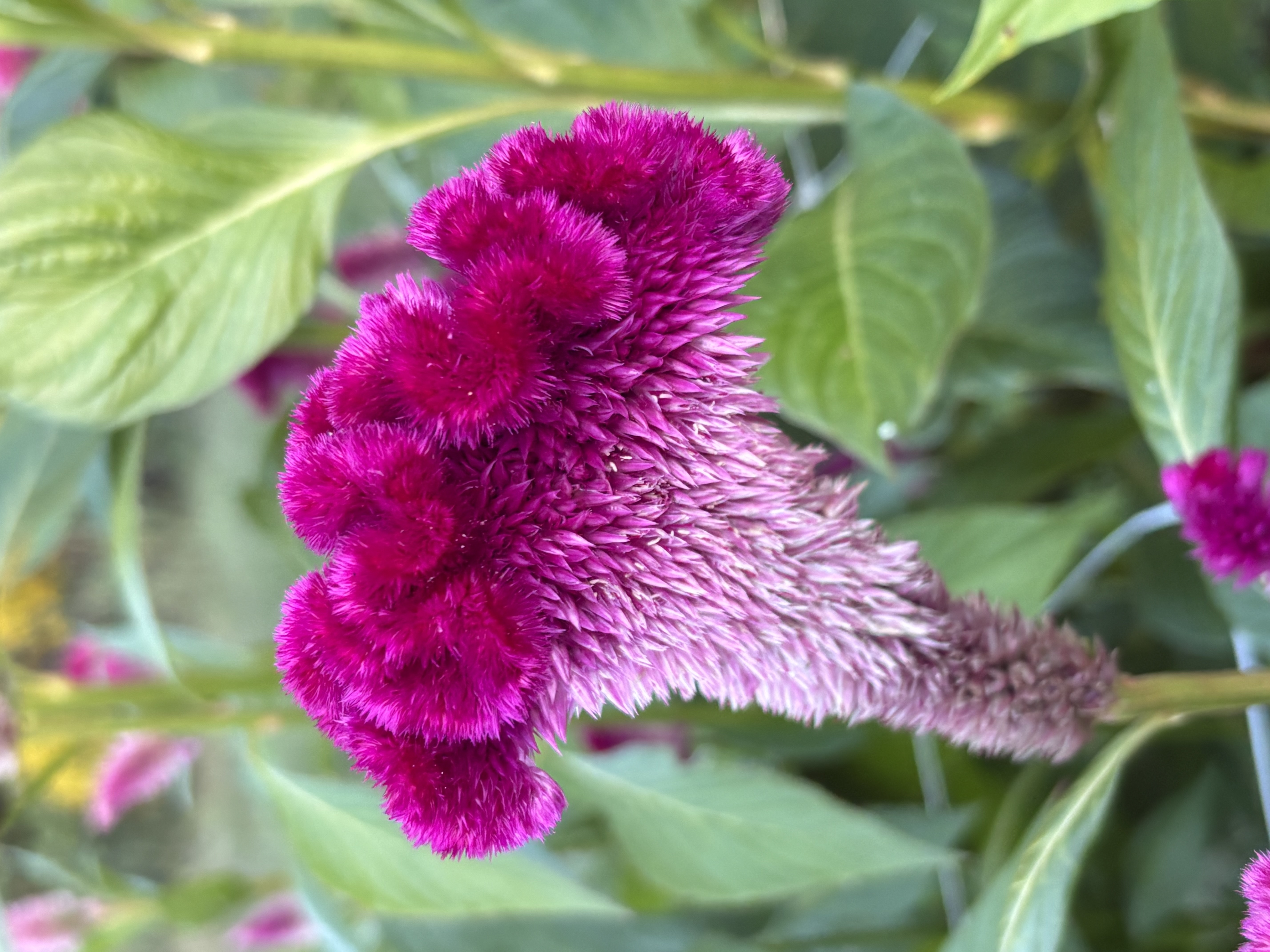 CELOSIA argentea var. cristata Cramer's Rose