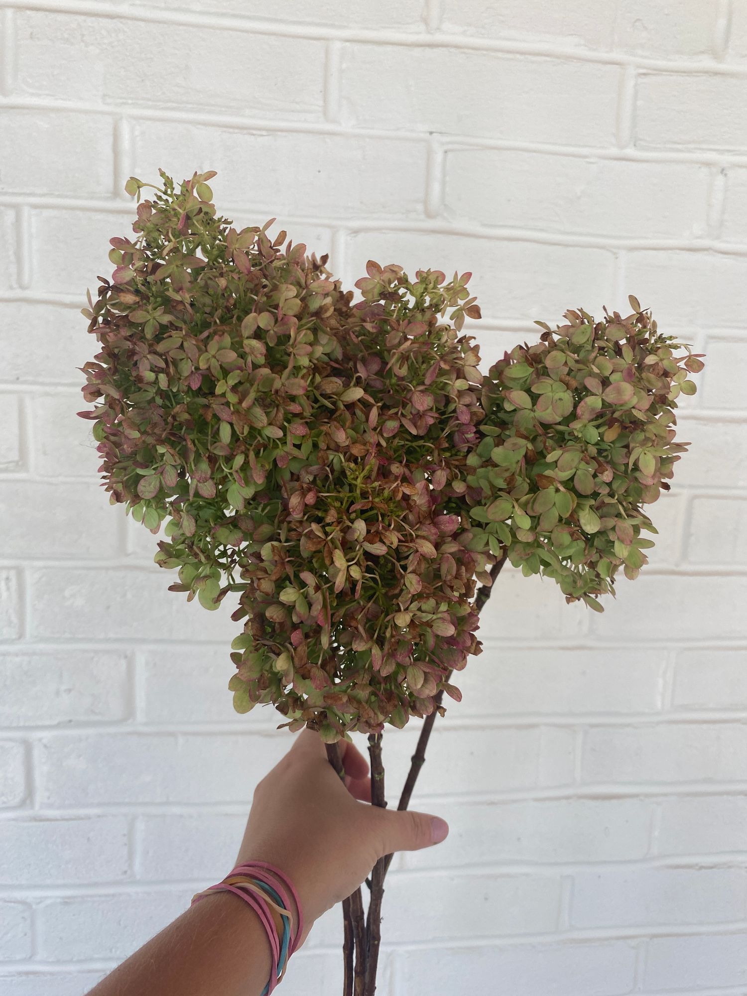 HYDRANGEA paniculata