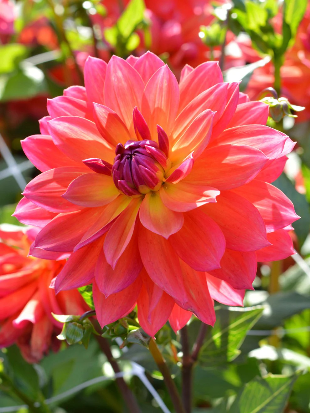 DAHLIA Decorative