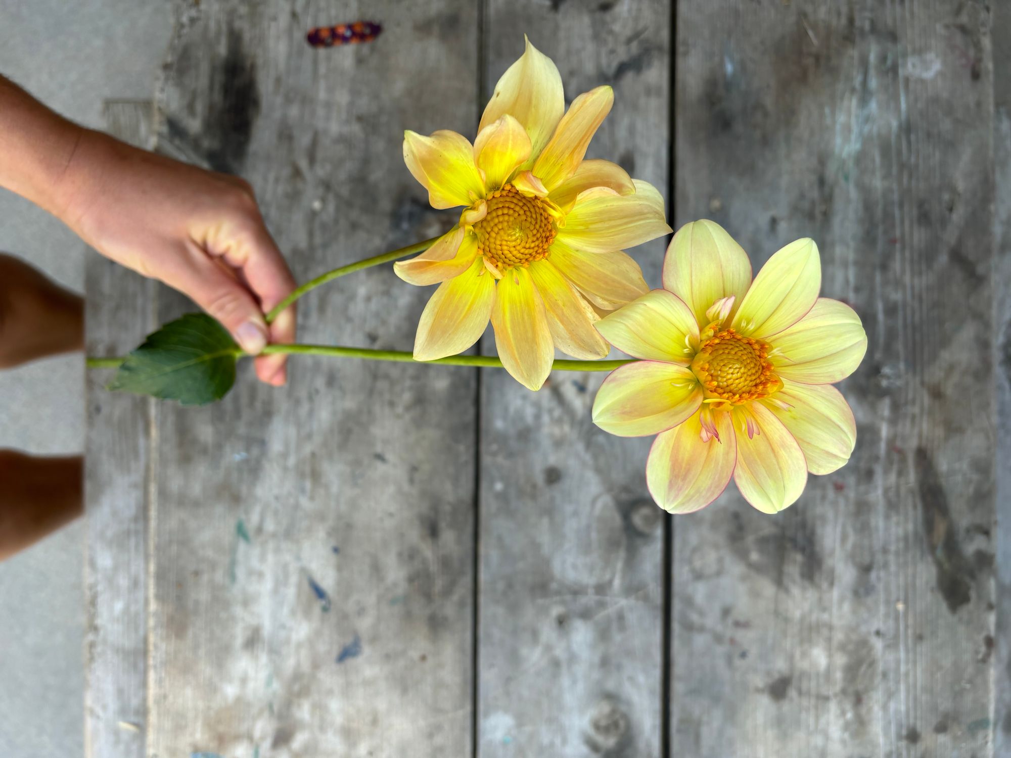 DAHLIA