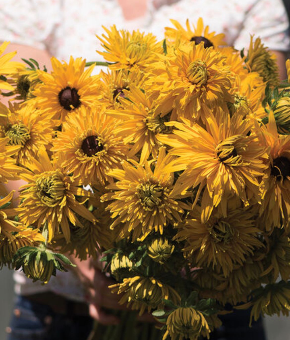 RUDBECKIA hirta Gloriosa Double Daisy