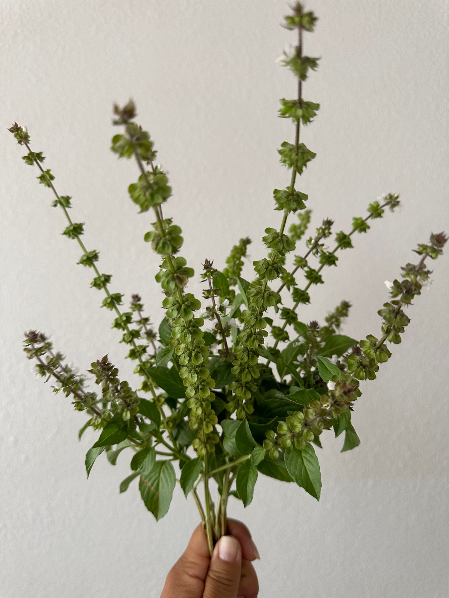OCIMUM americanum