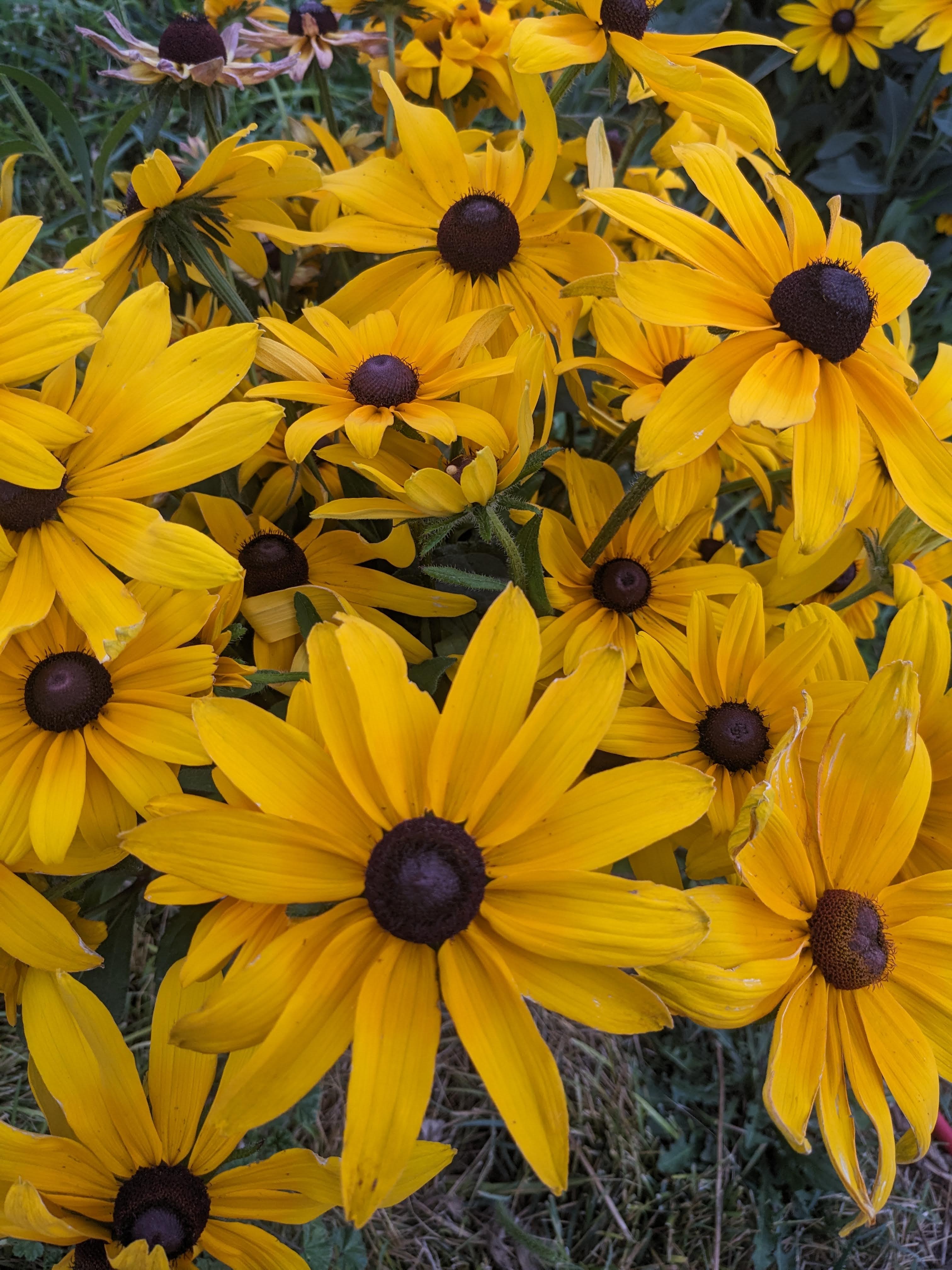RUDBECKIA hirta