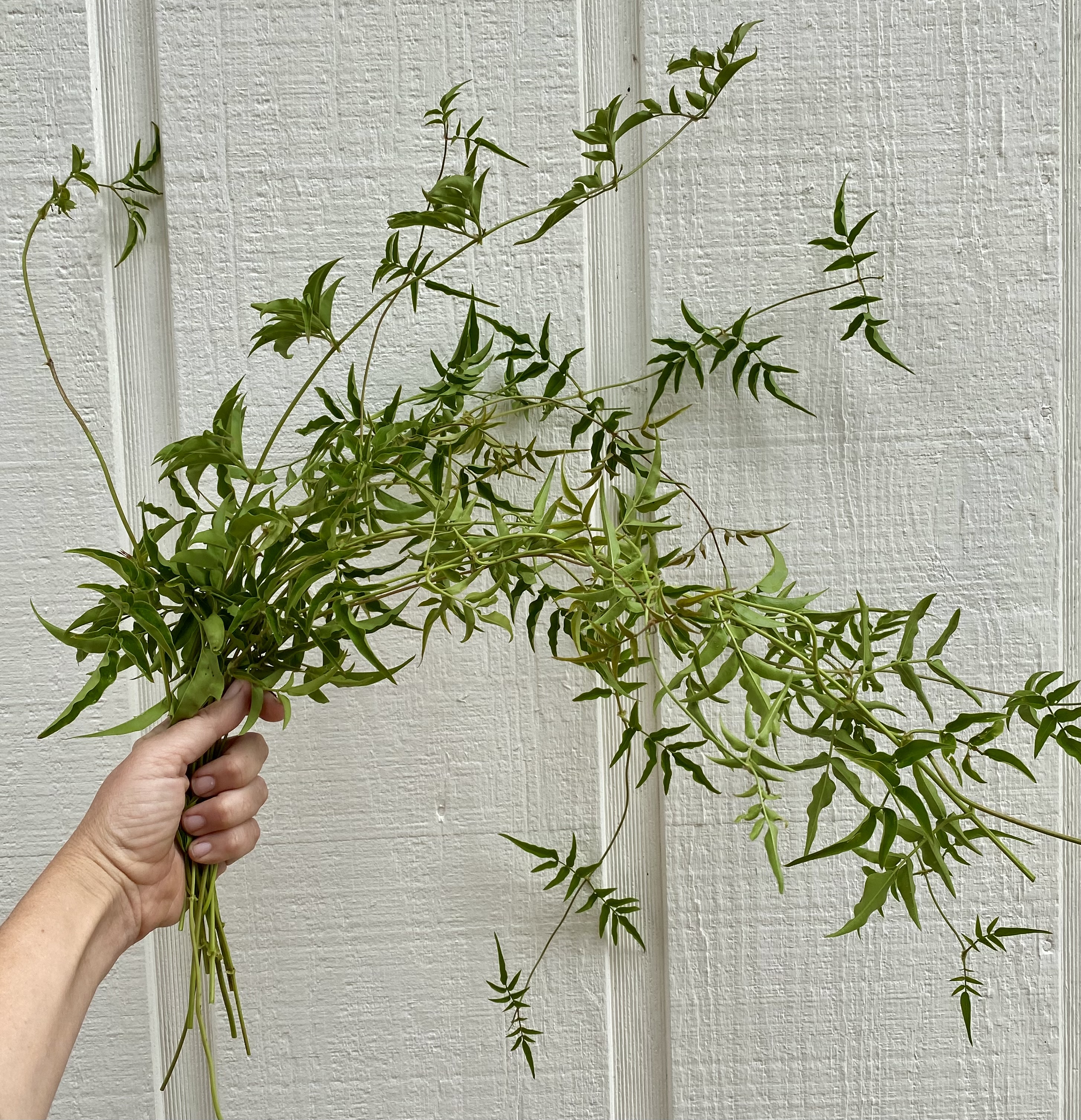 JASMINUM officinale