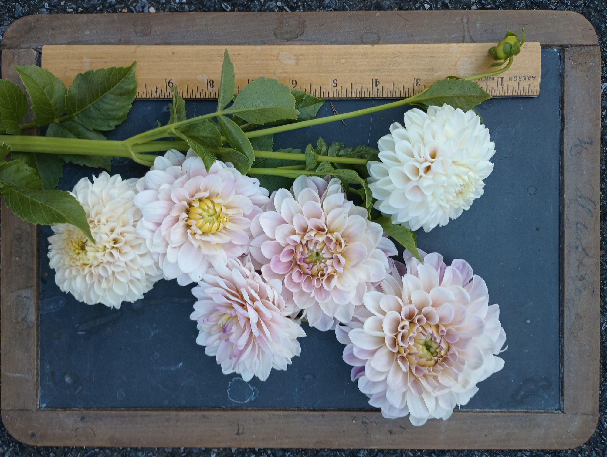 DAHLIA Decorative