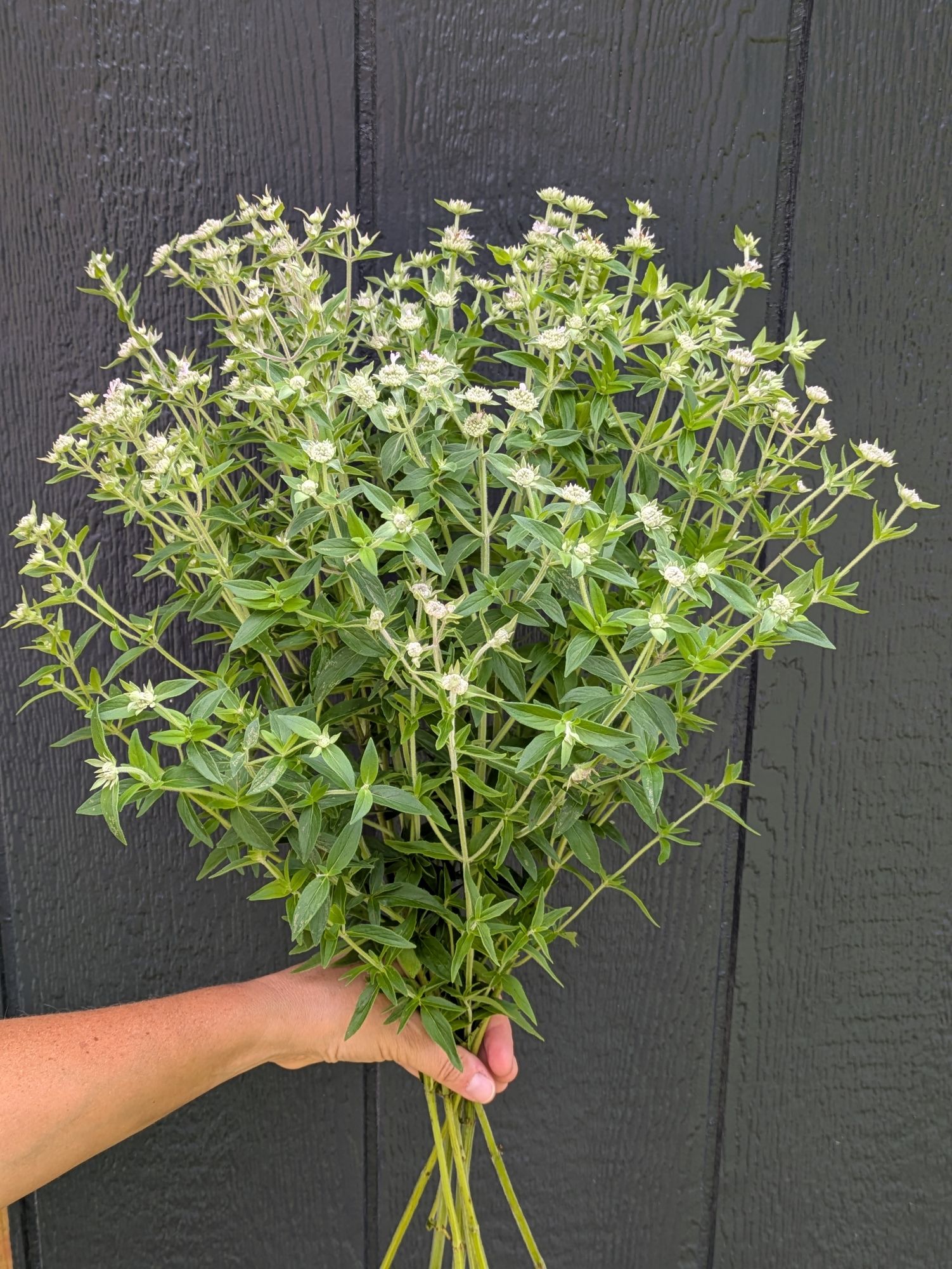 PYCNANTHEMUM pilosum