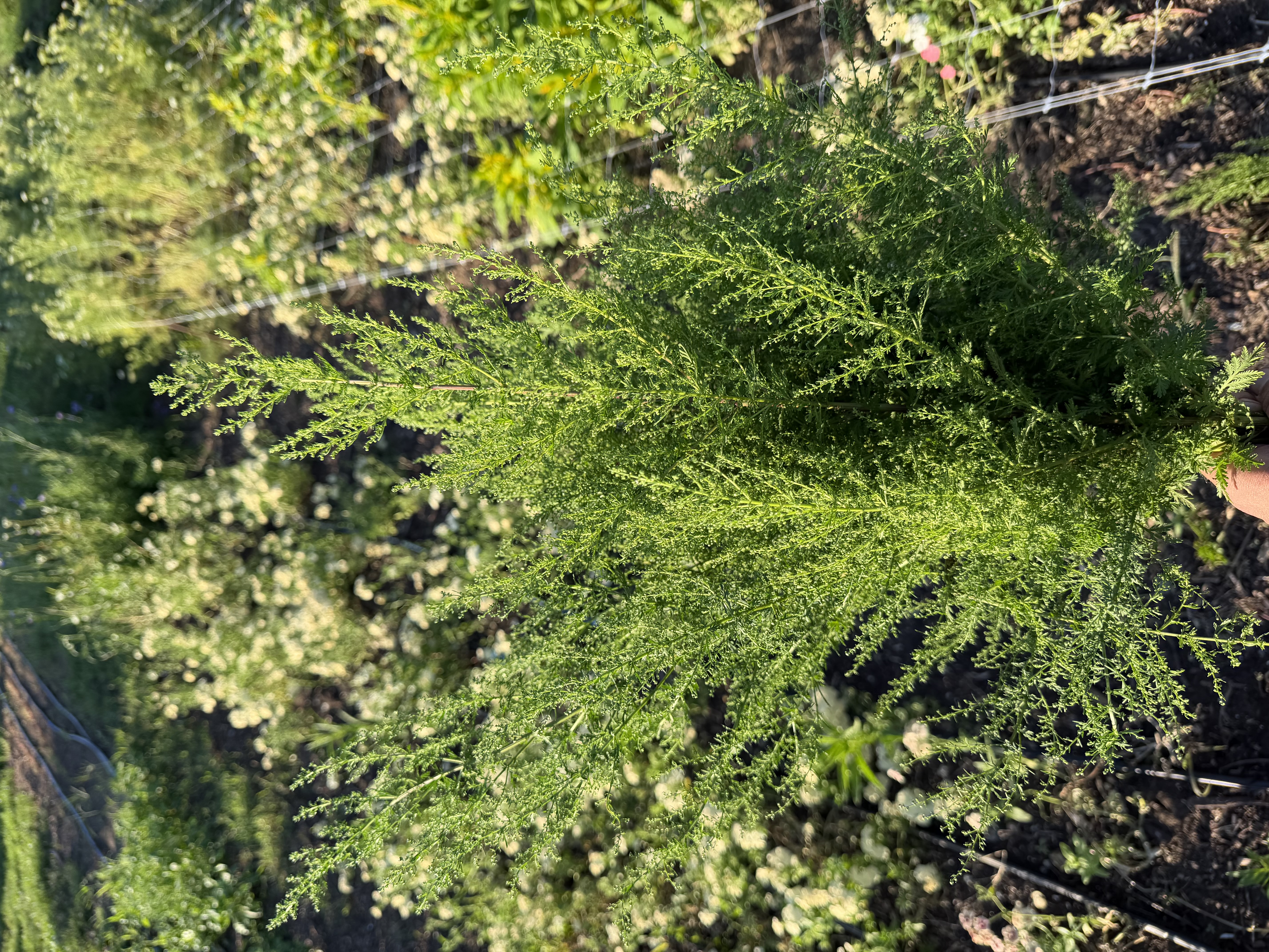 ARTEMISIA annua
