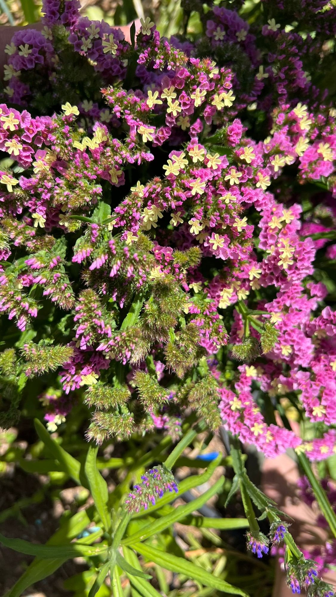 LIMONIUM sinuatum Forever Happy