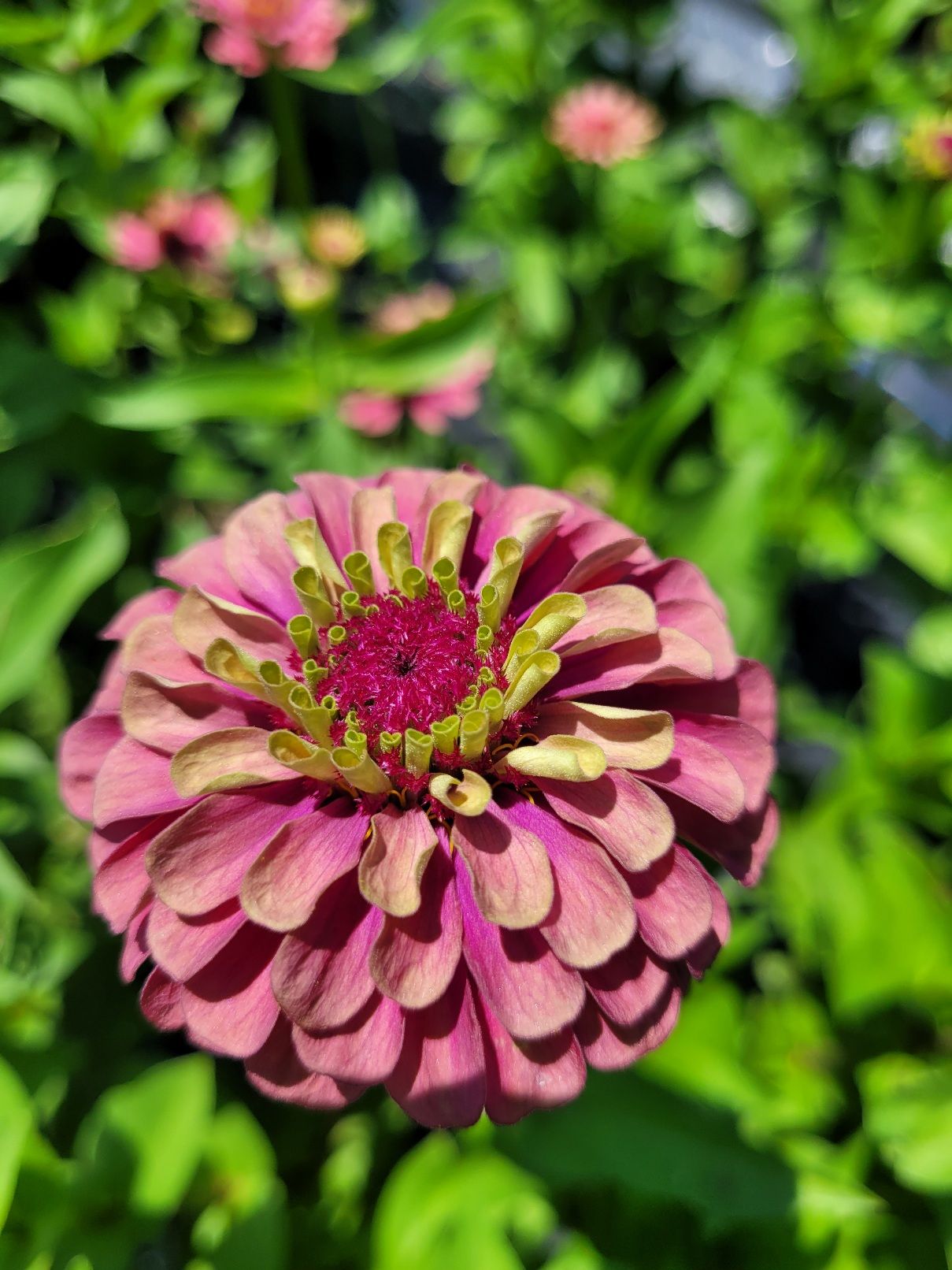ZINNIA elegans Queeny Lime Red