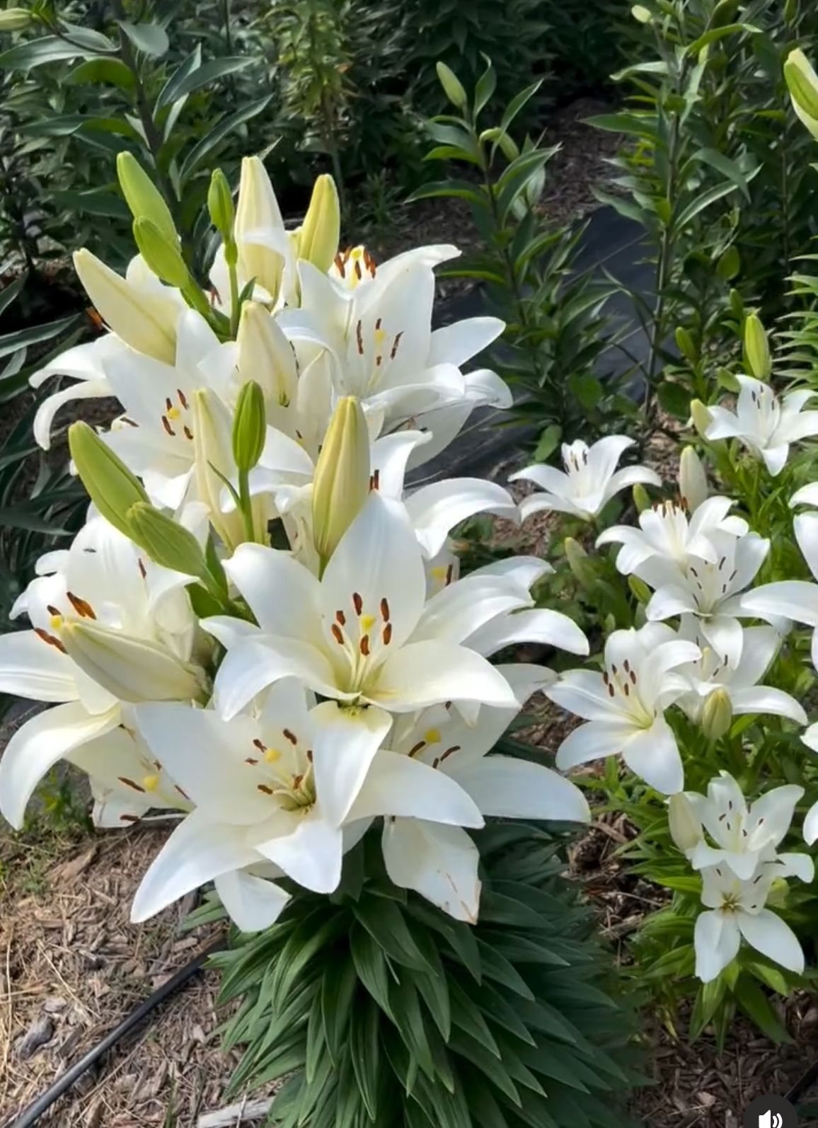 White Lily - Asiatic variety: Kent