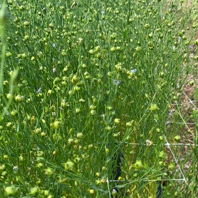 LINUM dolomiticum