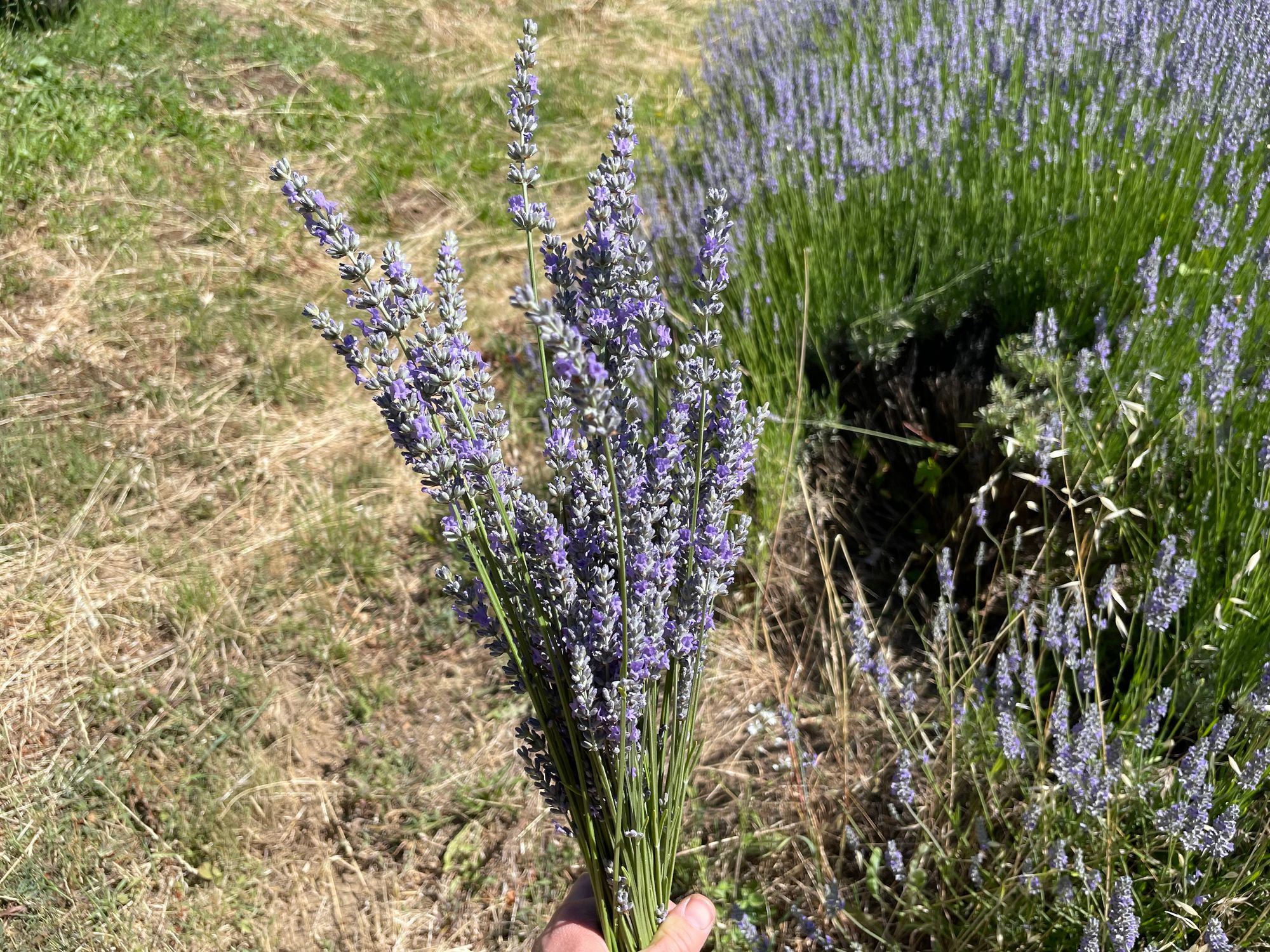 LAVENDULA angustifolia Munstead