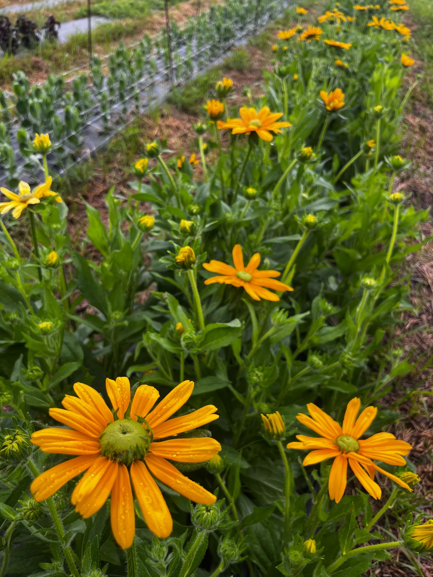 RUDBECKIA hirta Prairie Sun