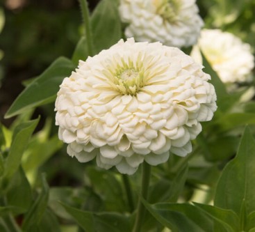 ZINNIA elegans Benary's Giant White