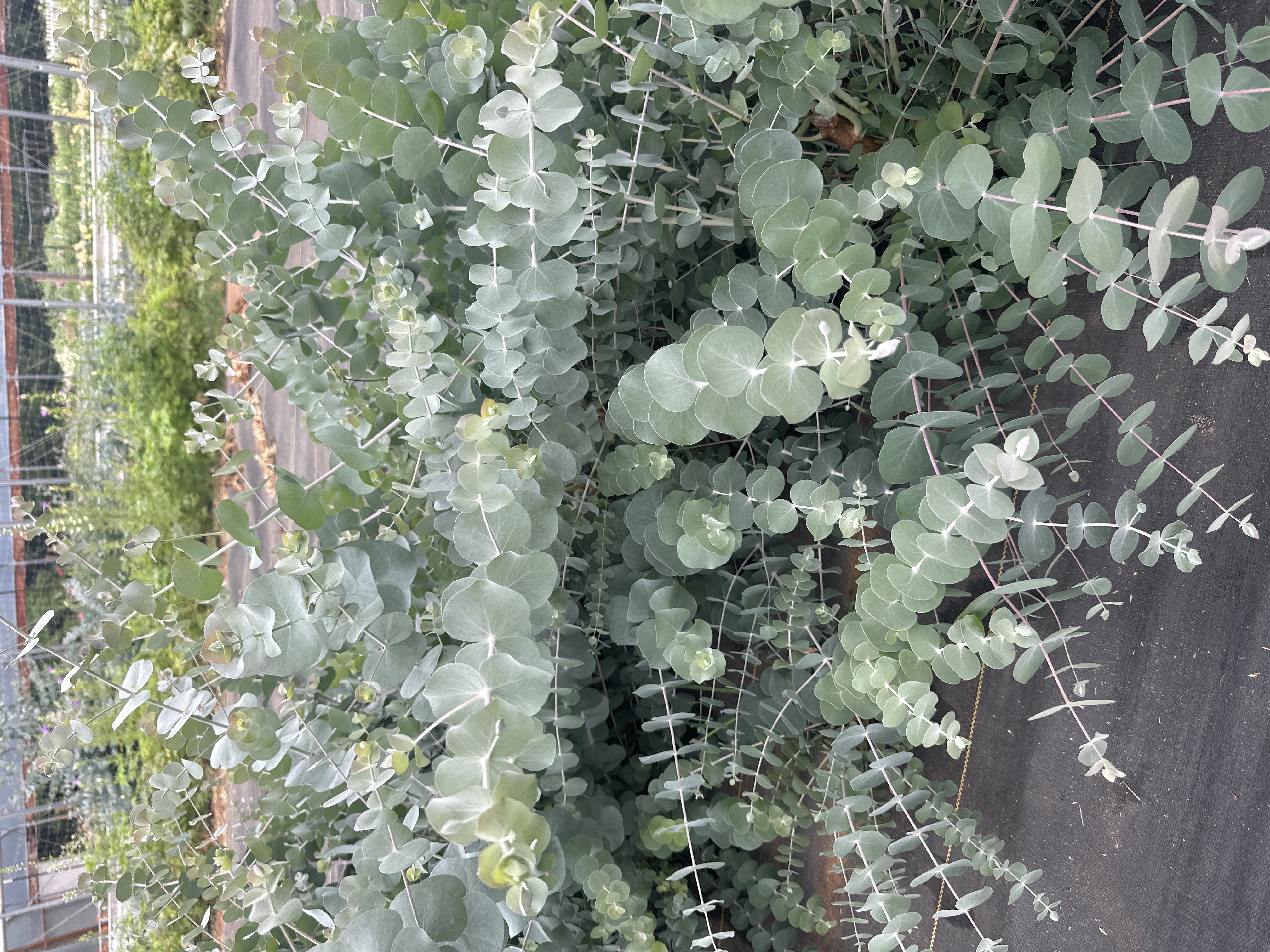 EUCALYPTUS cinerea