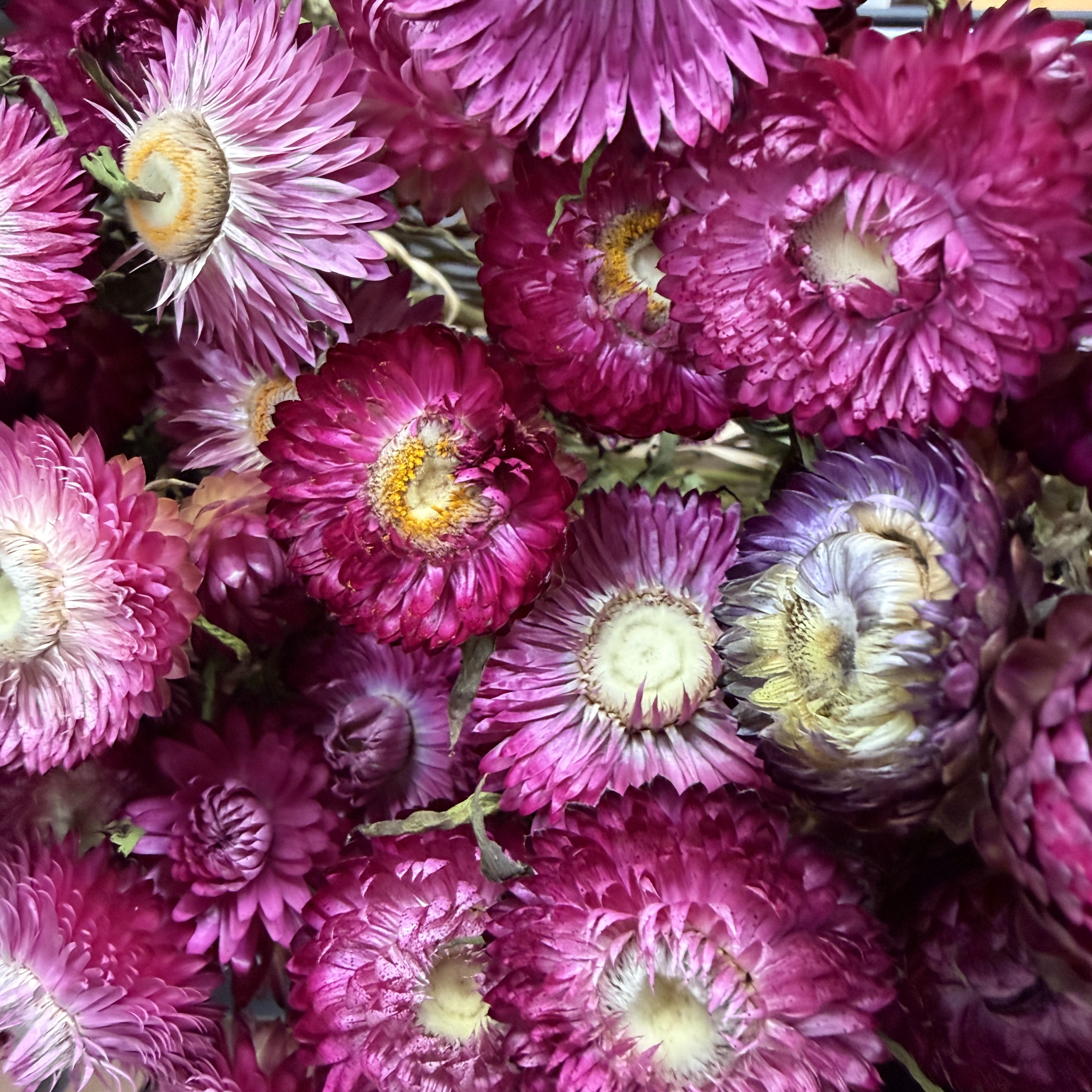 XEROCHRYSUM bracteatum