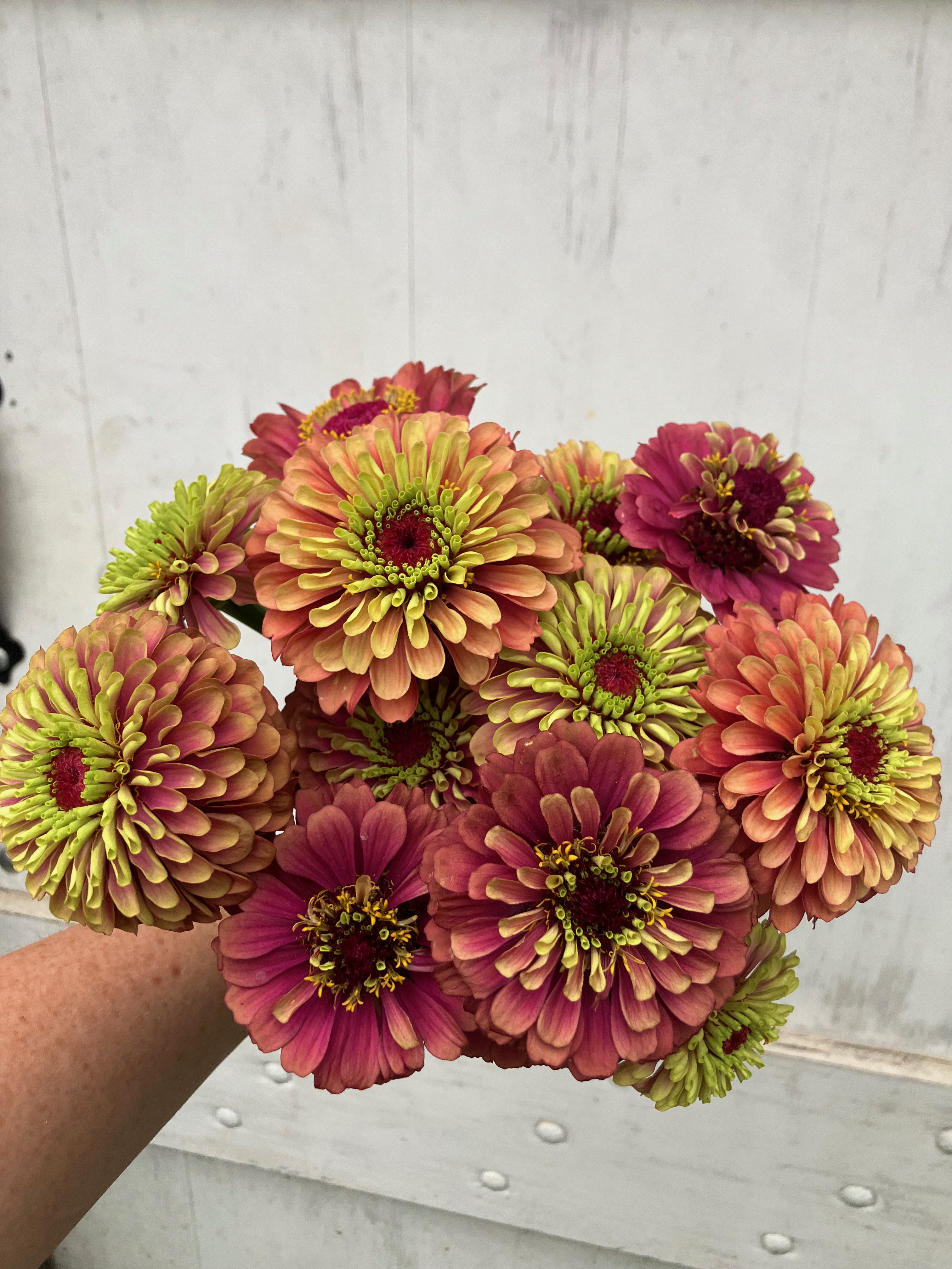 ZINNIA elegans Queeny Lime Blush