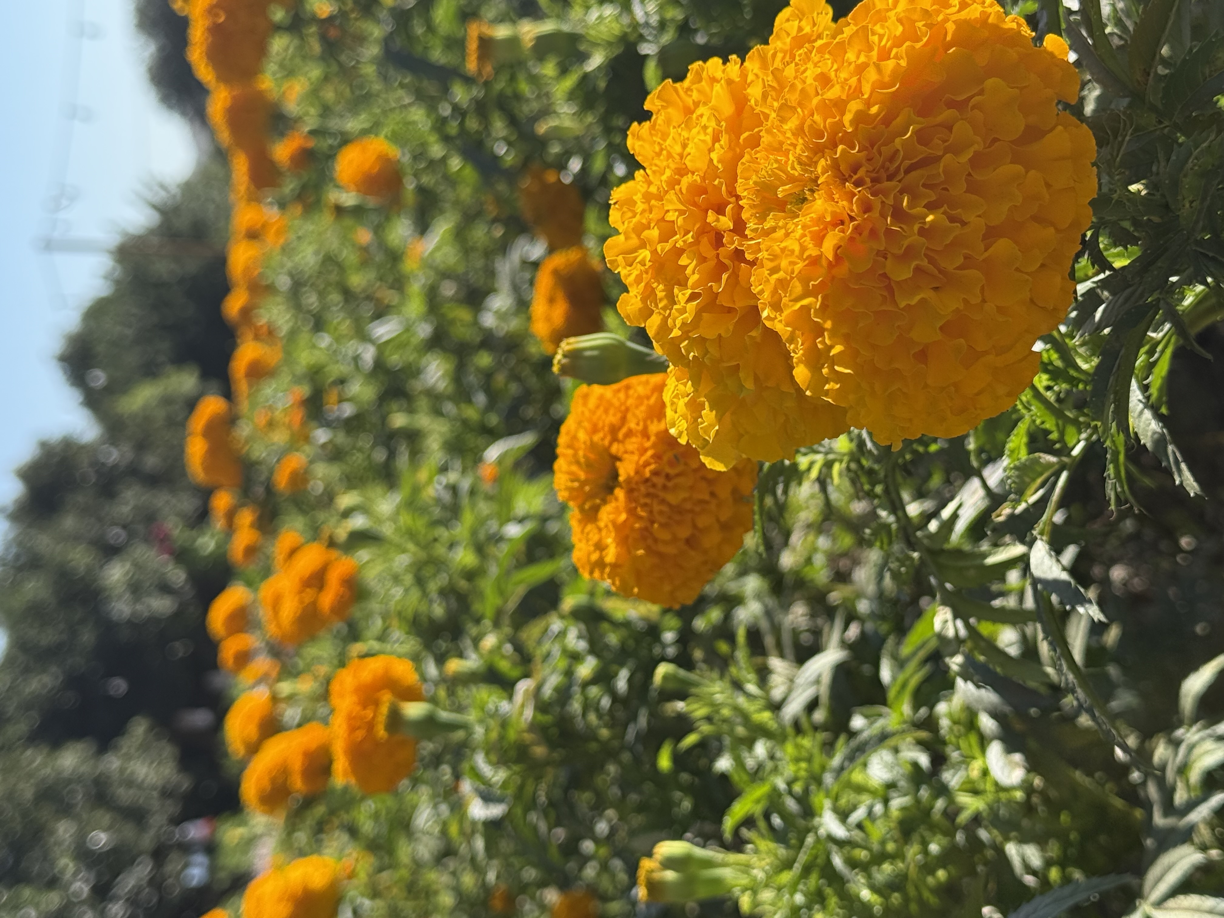 TAGETES erecta Coco Deep Orange