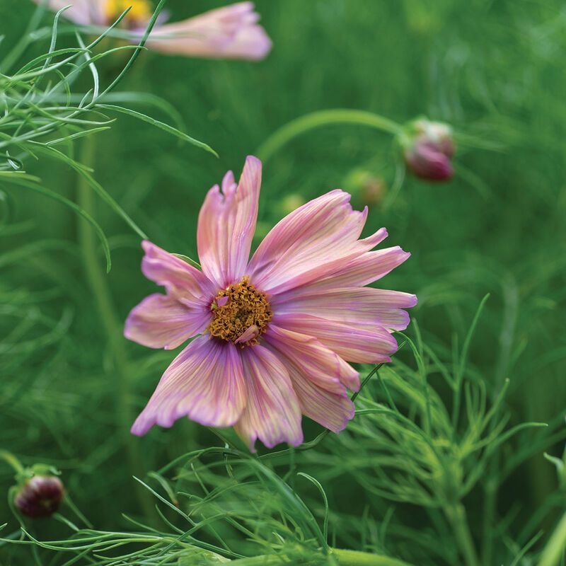 COSMOS bipinnatus Apricotta