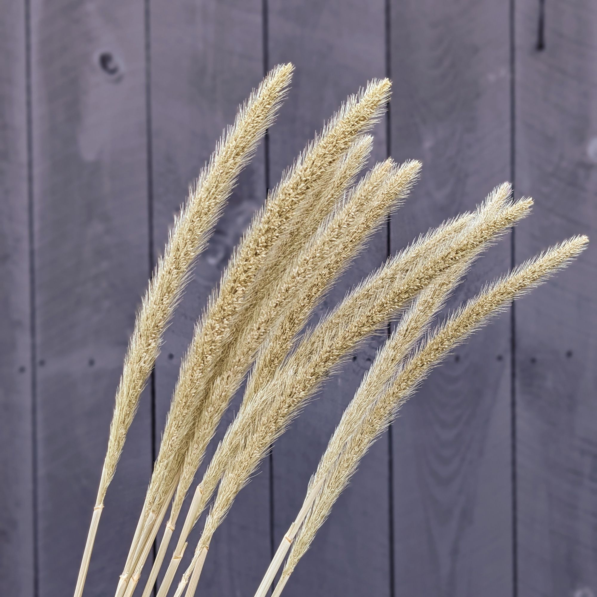 ORNAMENTAL GRASS