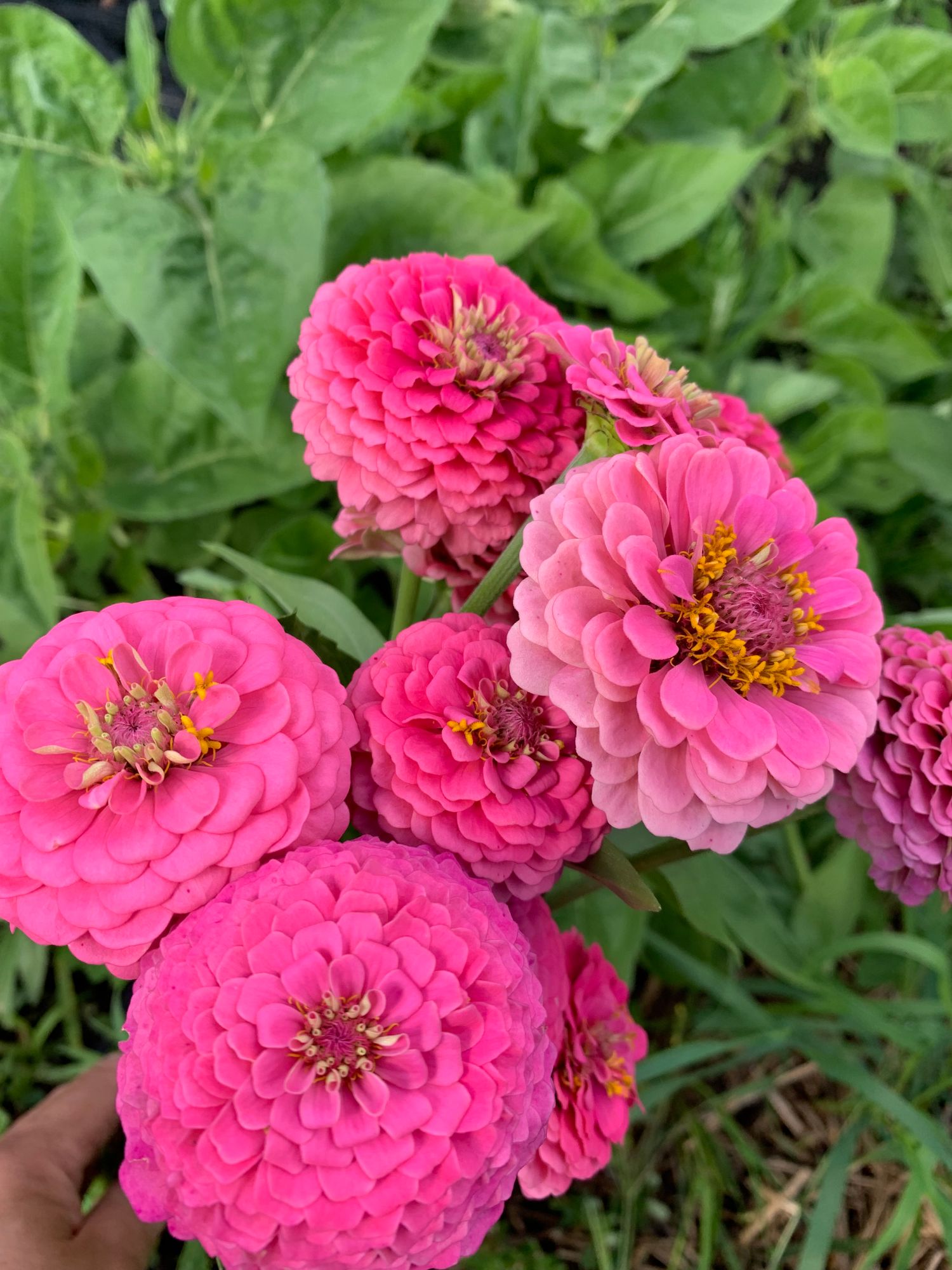 ZINNIA elegans Oklahoma Series