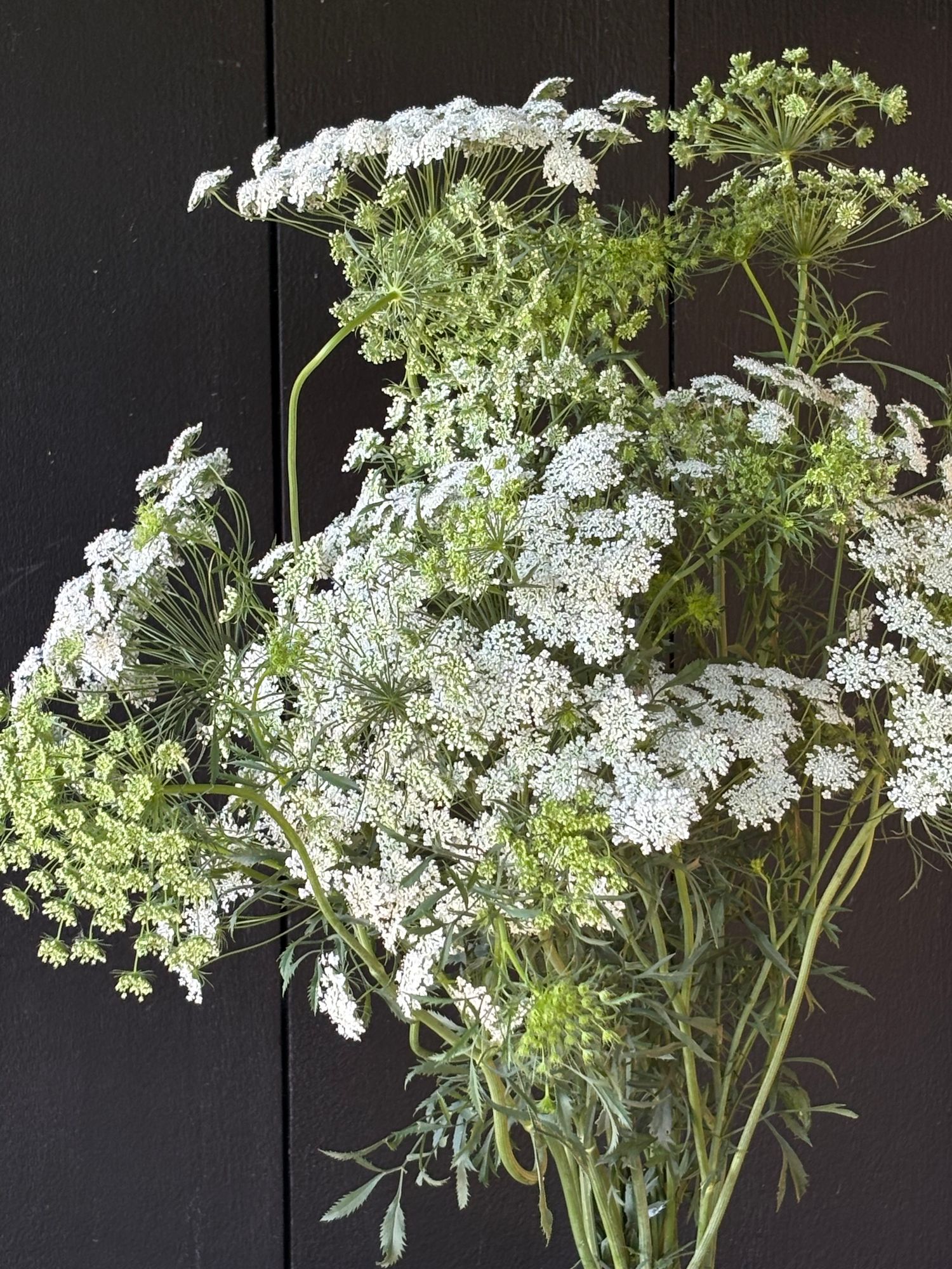 AMMI majus White Dill