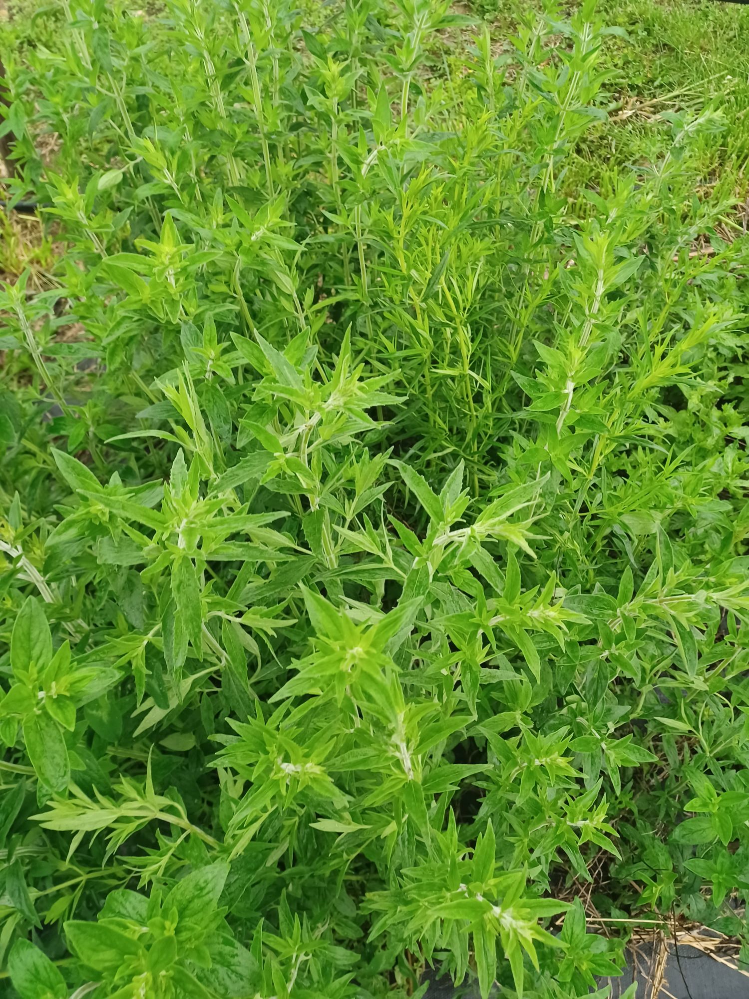 PYCNANTHEMUM pilosum