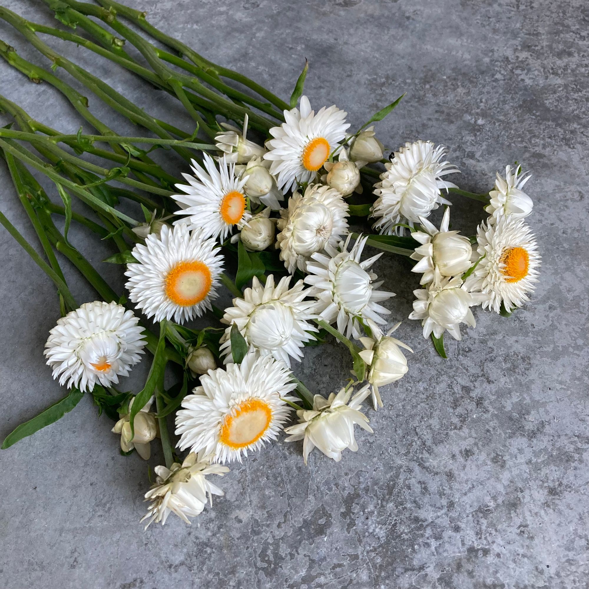 XEROCHRYSUM bracteatum Vintage White